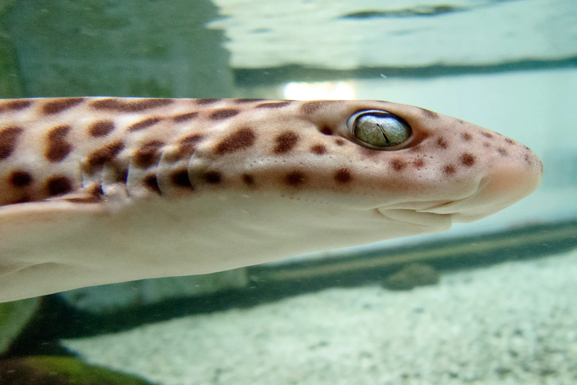 Coral Catshark (Atelomycterus marmoratus)