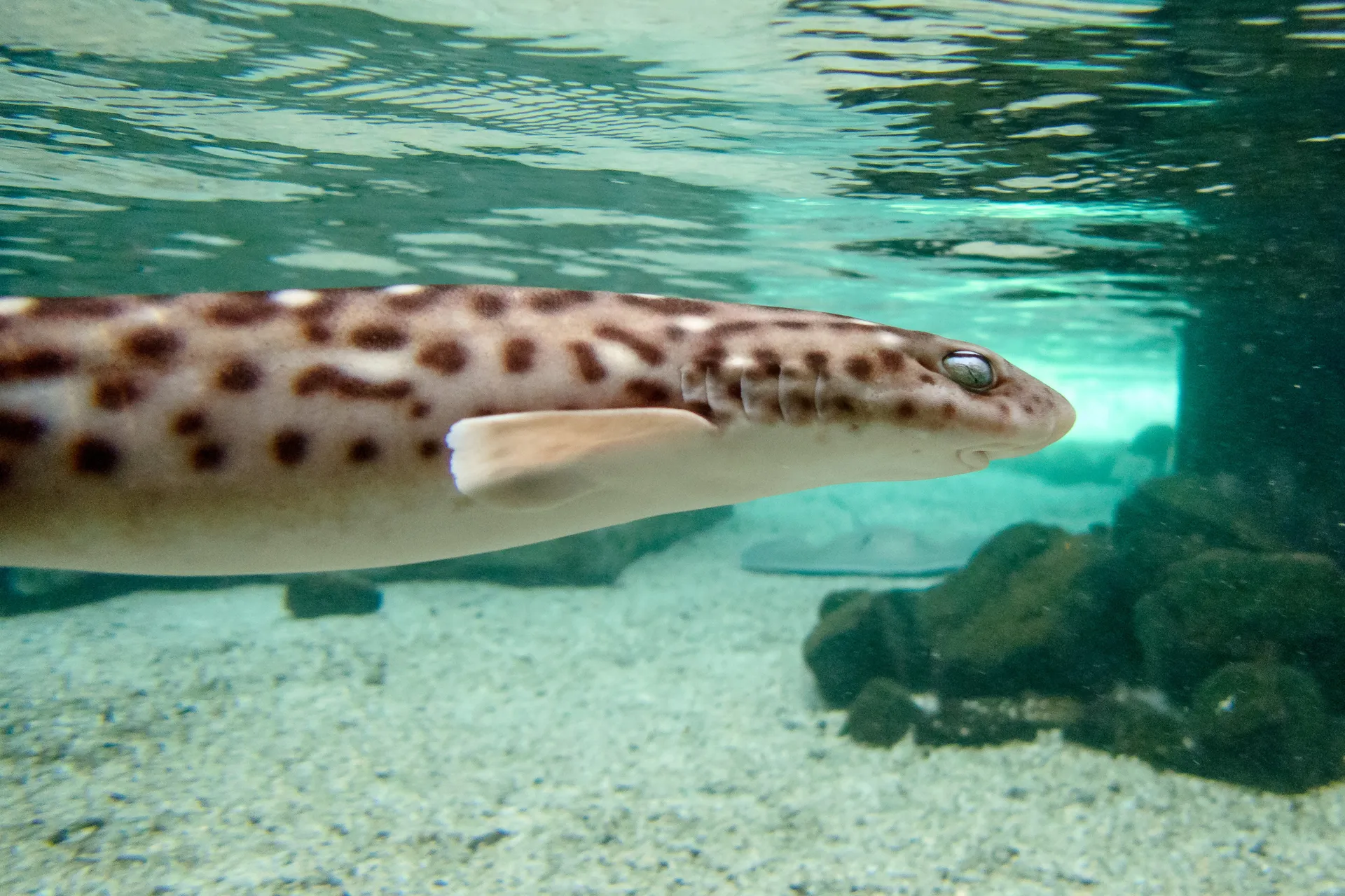 Coral Catshark (Atelomycterus marmoratus)