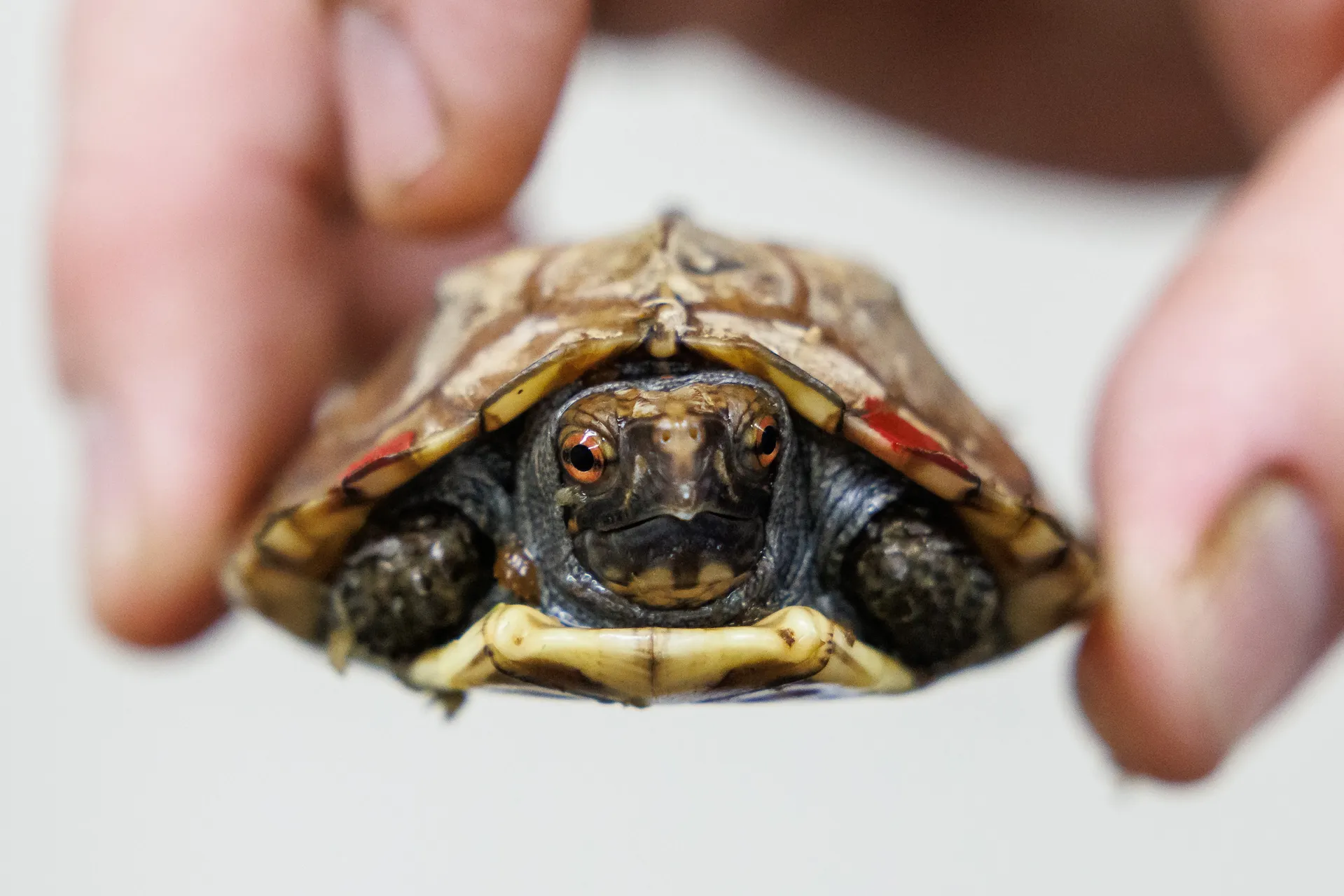 A young Keeled Box Turtle (Cuora mouhotii) in a backup area.