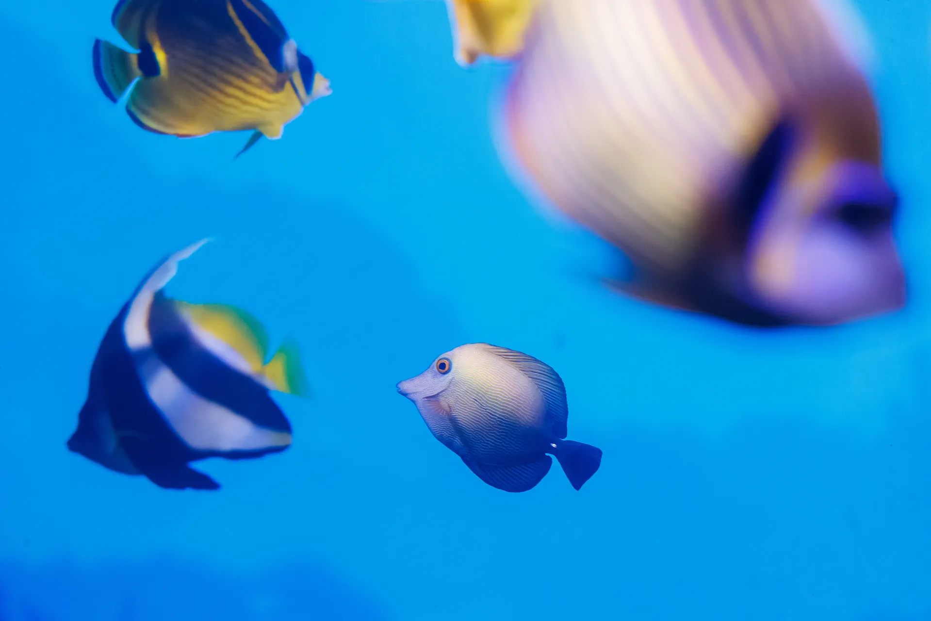 Scopas Tang (Zebrasoma scopas) in Island Life's Indo-Pacific Reef.