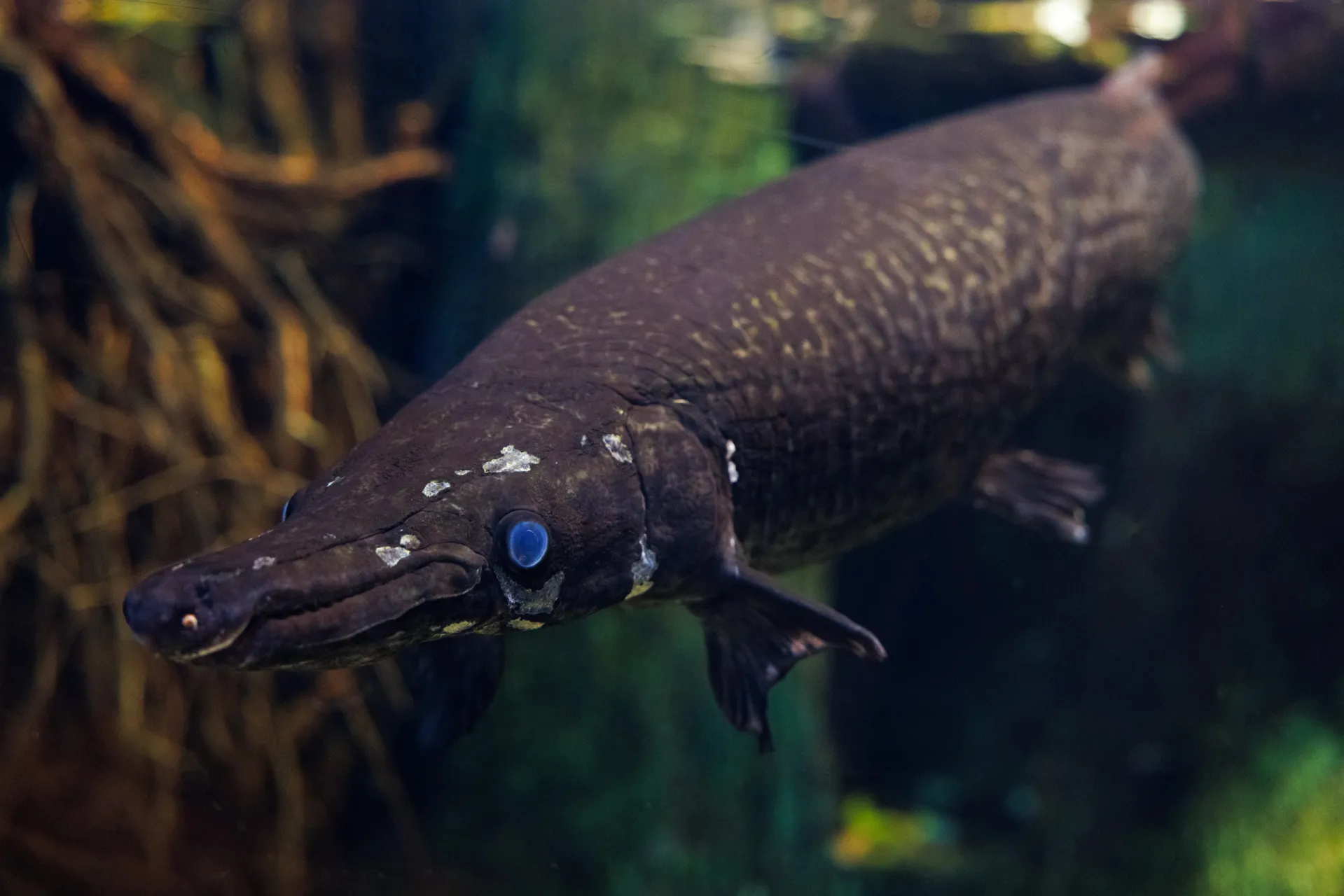 Alligator Gar in the Delta Country exhibit