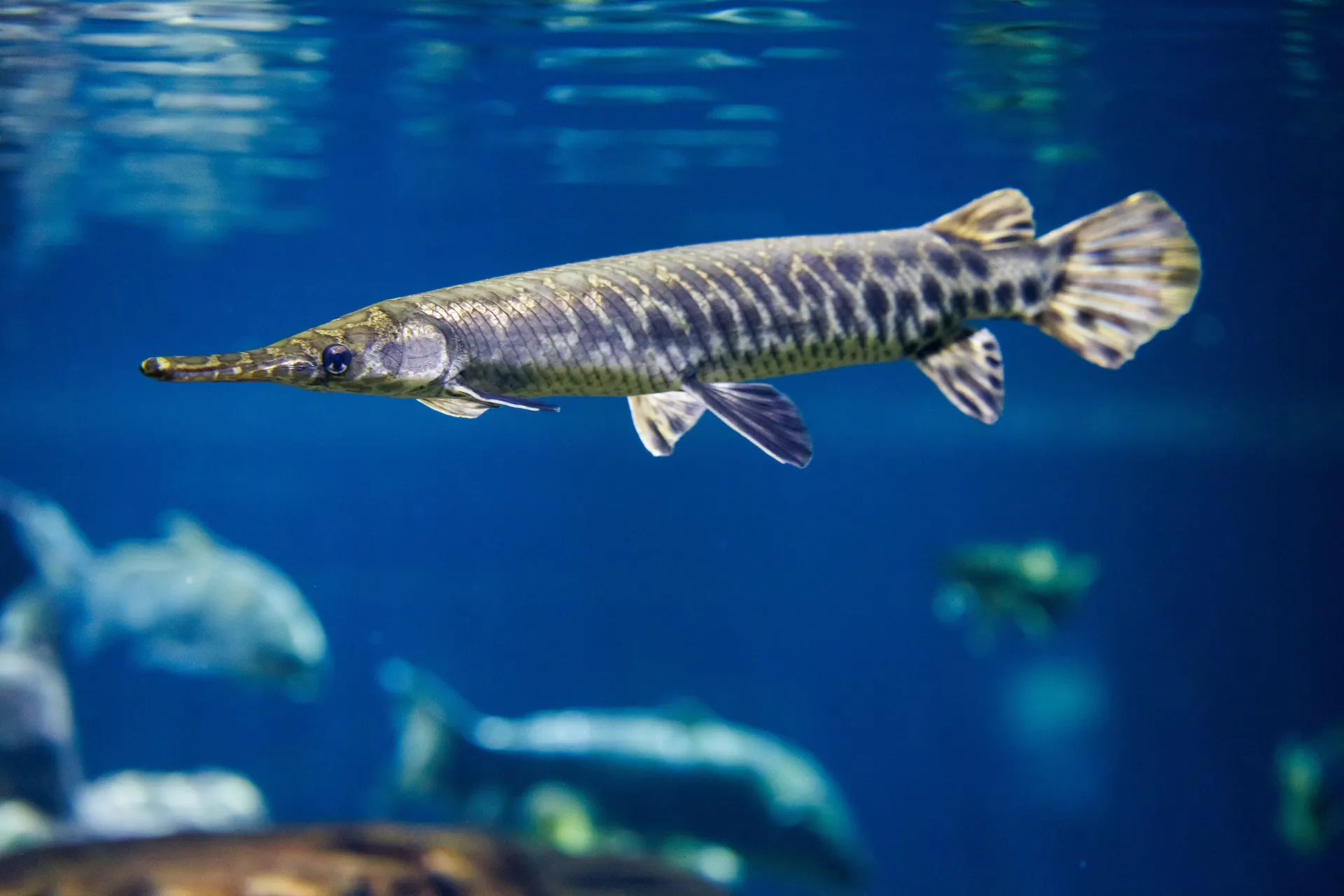 Spotted gar in the TN River exhibit