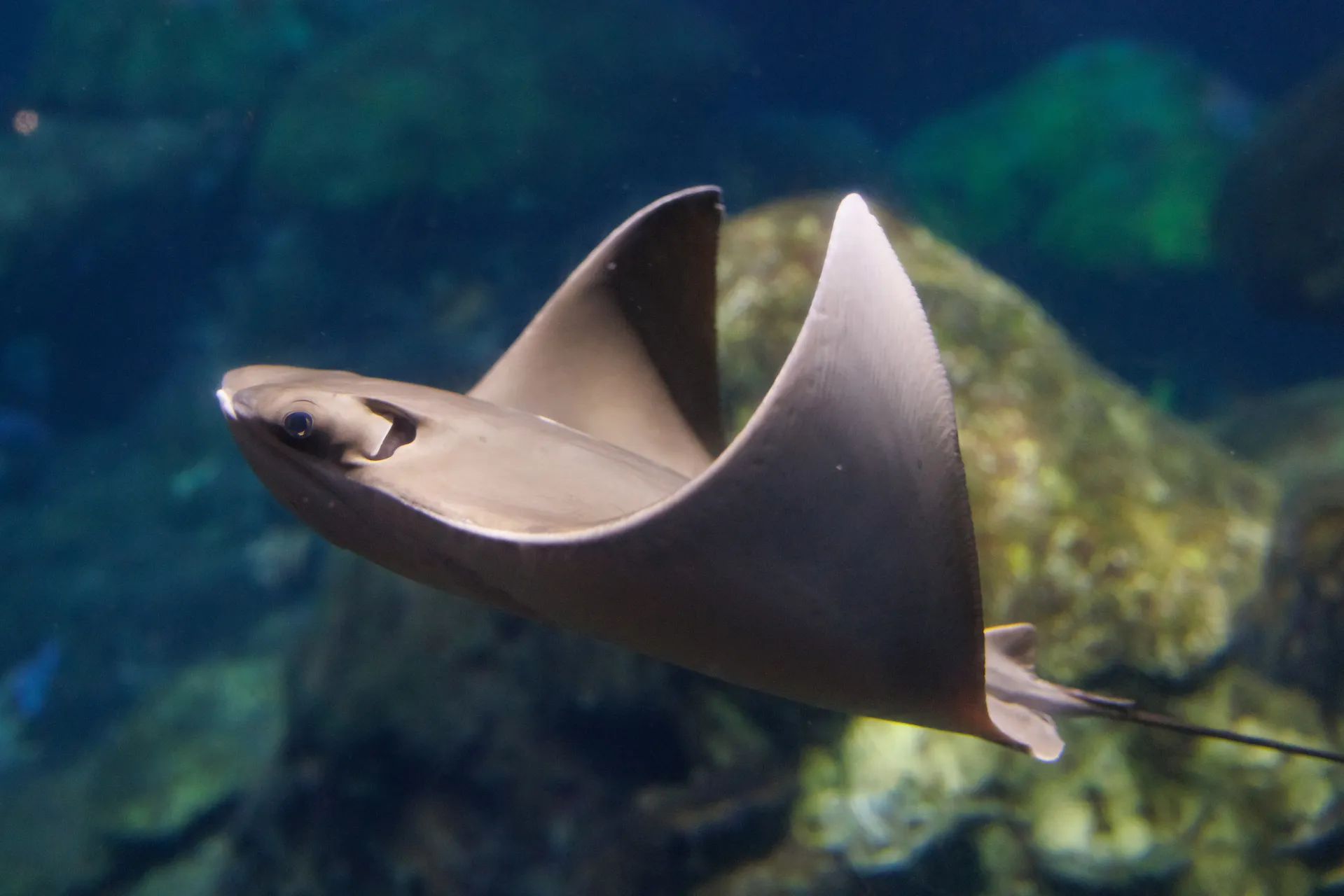 Cownose Ray (Rhinoptera bonasus)