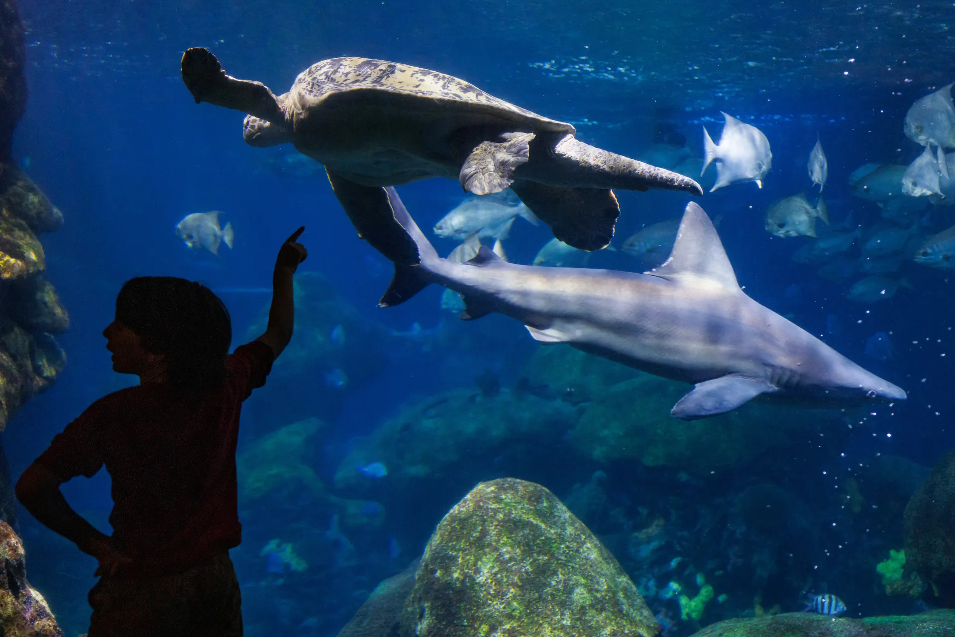 Silhouette of a young guest in front of the TN Aquarium's Secret Reef exhibit with a green sea turtle and shark swimming in the water