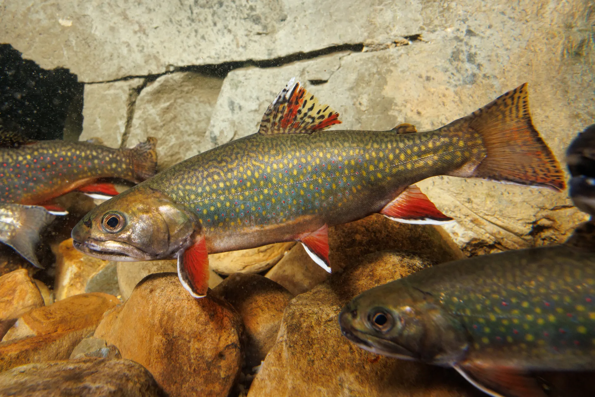 Southern Appalachian Brook Trout (Salvelinus fontinalis)