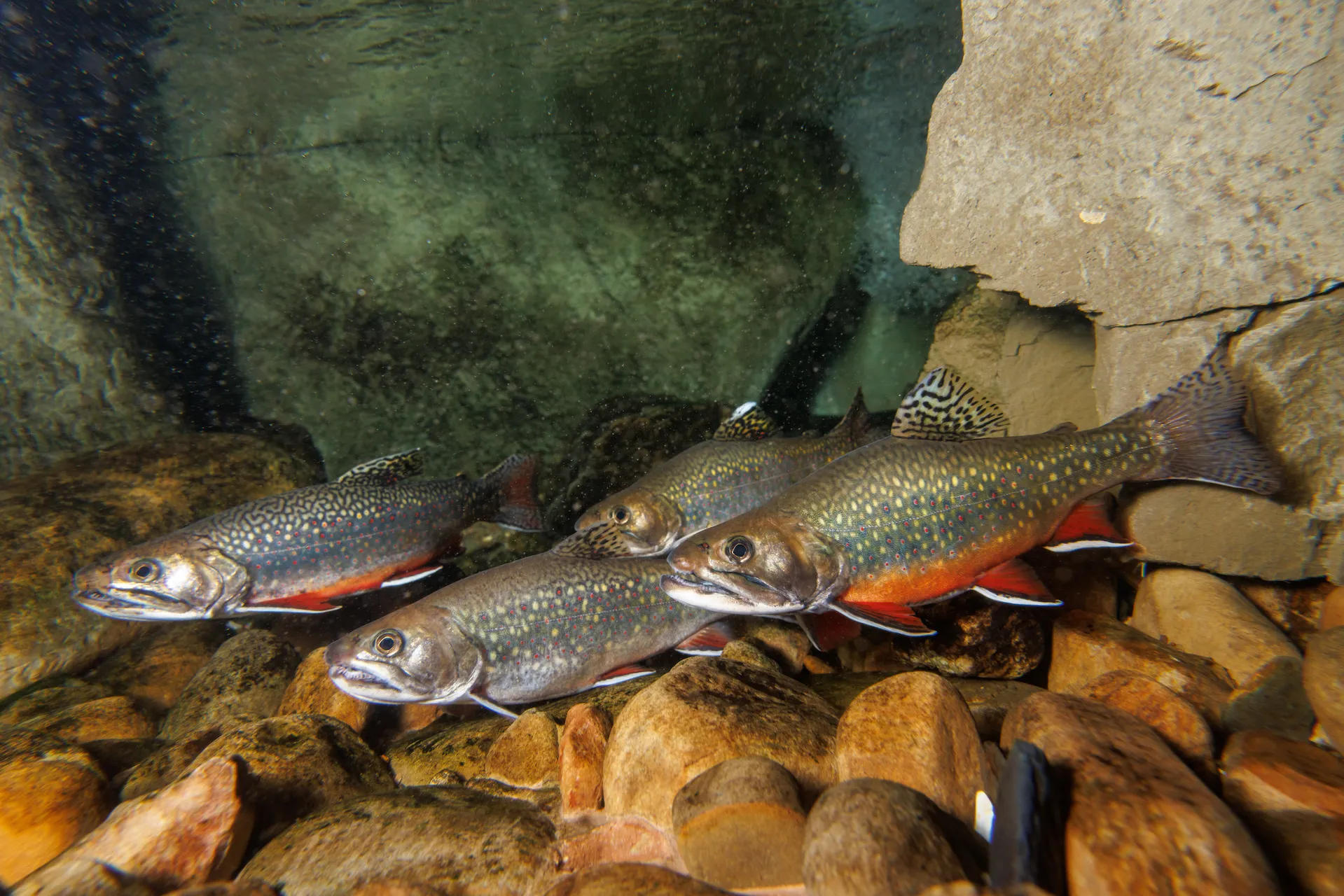 A group of Southern Appalachian Brook Trout (Salvelinus fontinalis)