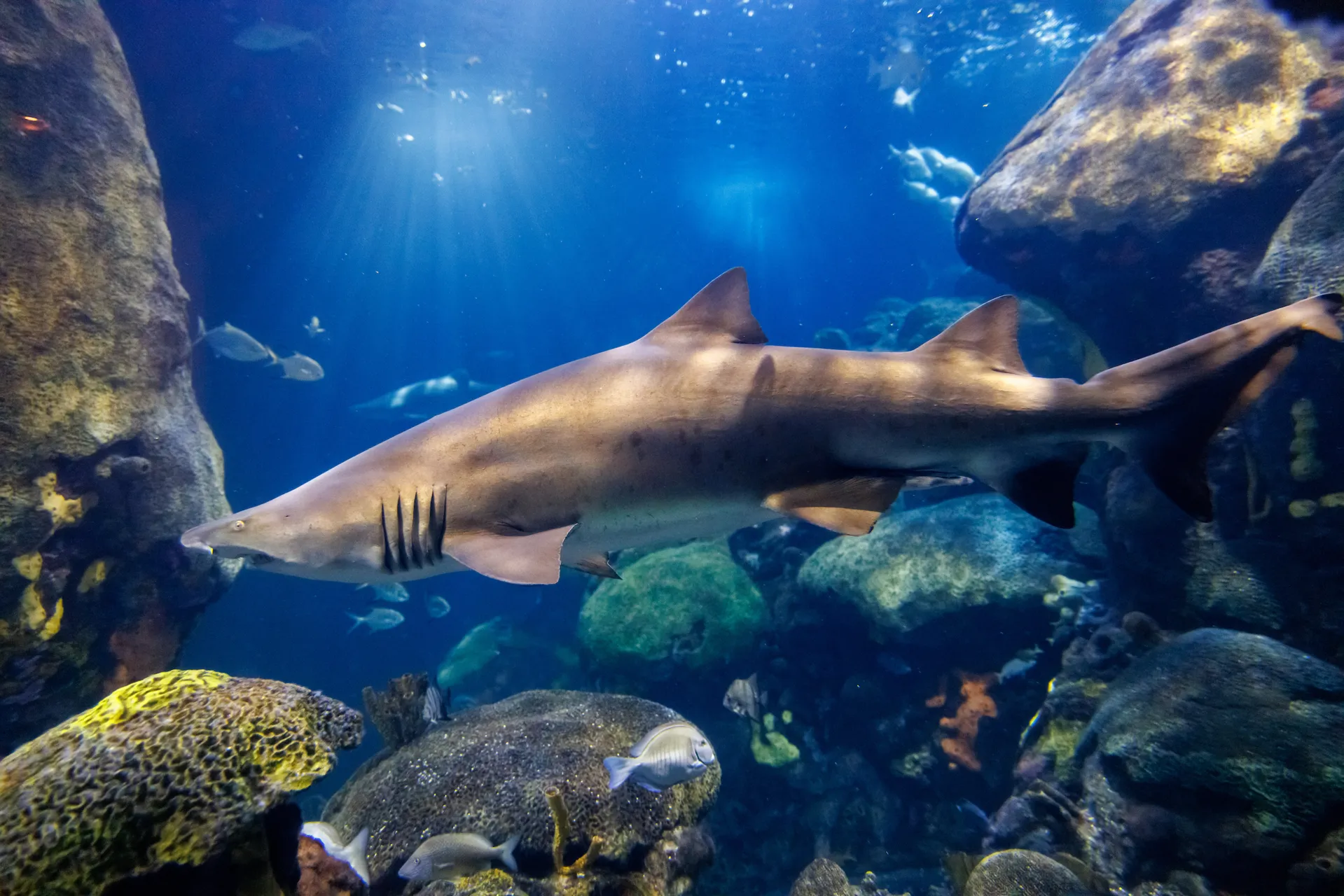 Sand Tiger shark in the Secret Reef exhibit at the TN aquarium