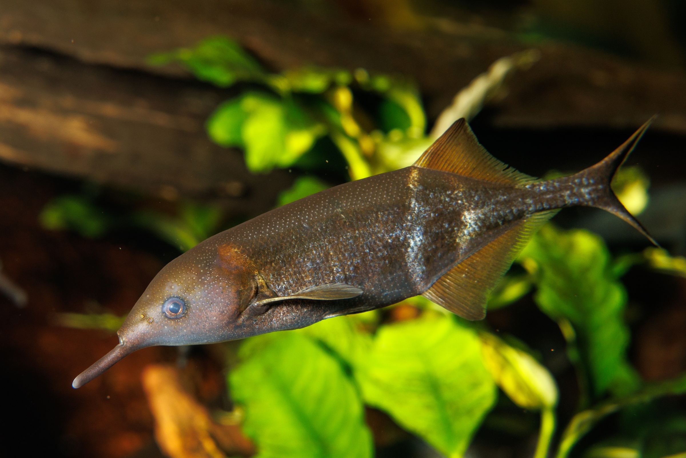 Elephantnose Fish (Gnathonemus petersii) in the Rivers of the World gallery at the Tennessee Aquarium