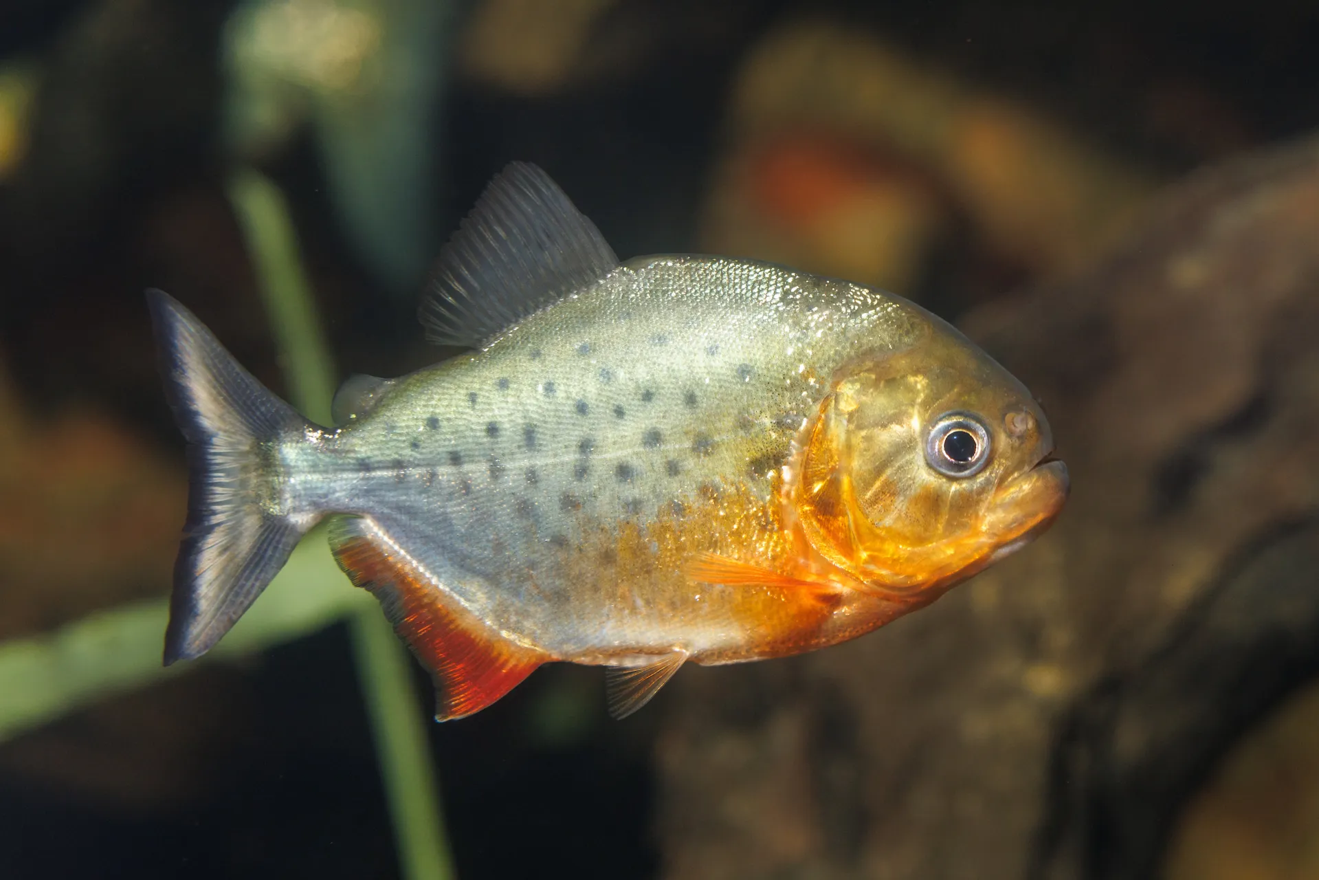 Juvenile Red-bellied Piranha (Pygocentrus nattereri)
