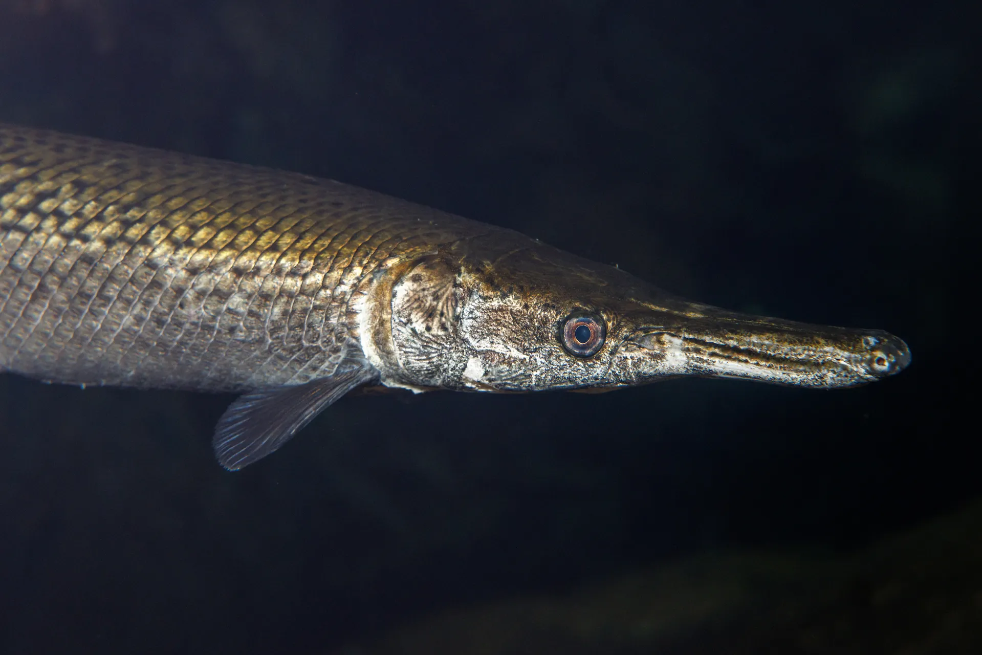 Close up of an Alligator Gar front of body