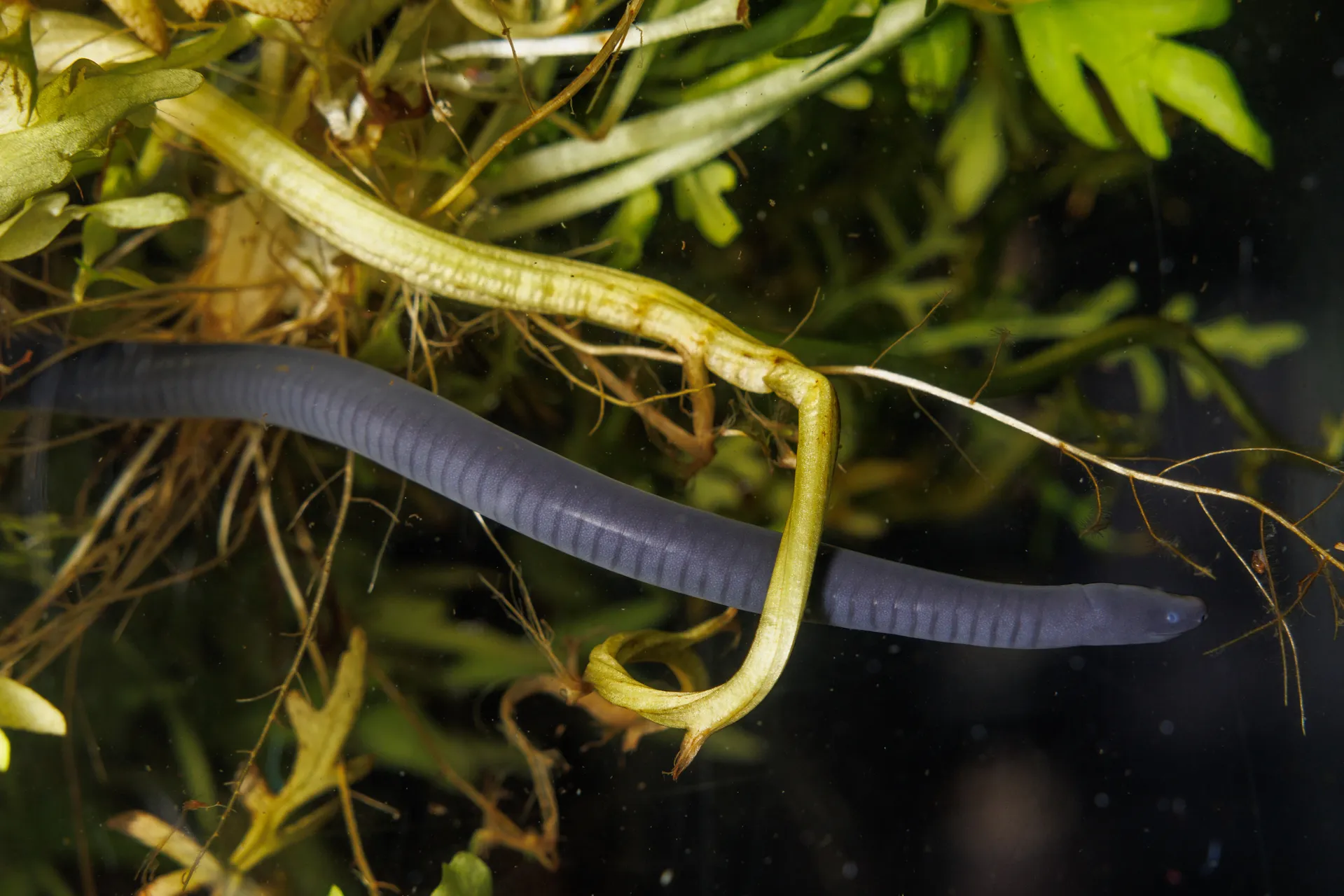 Aquatic Caecilian