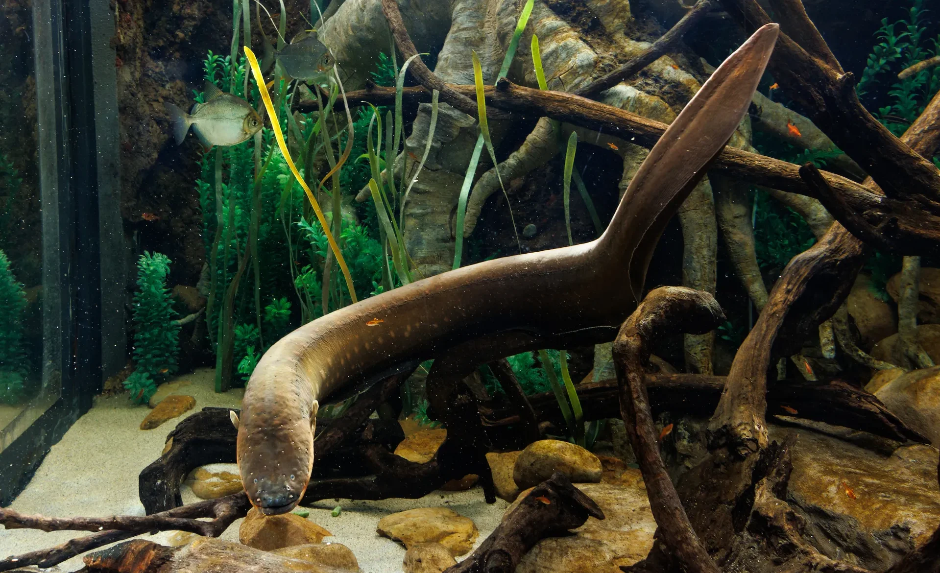 An Electric Eel at the Tennessee Aquarium