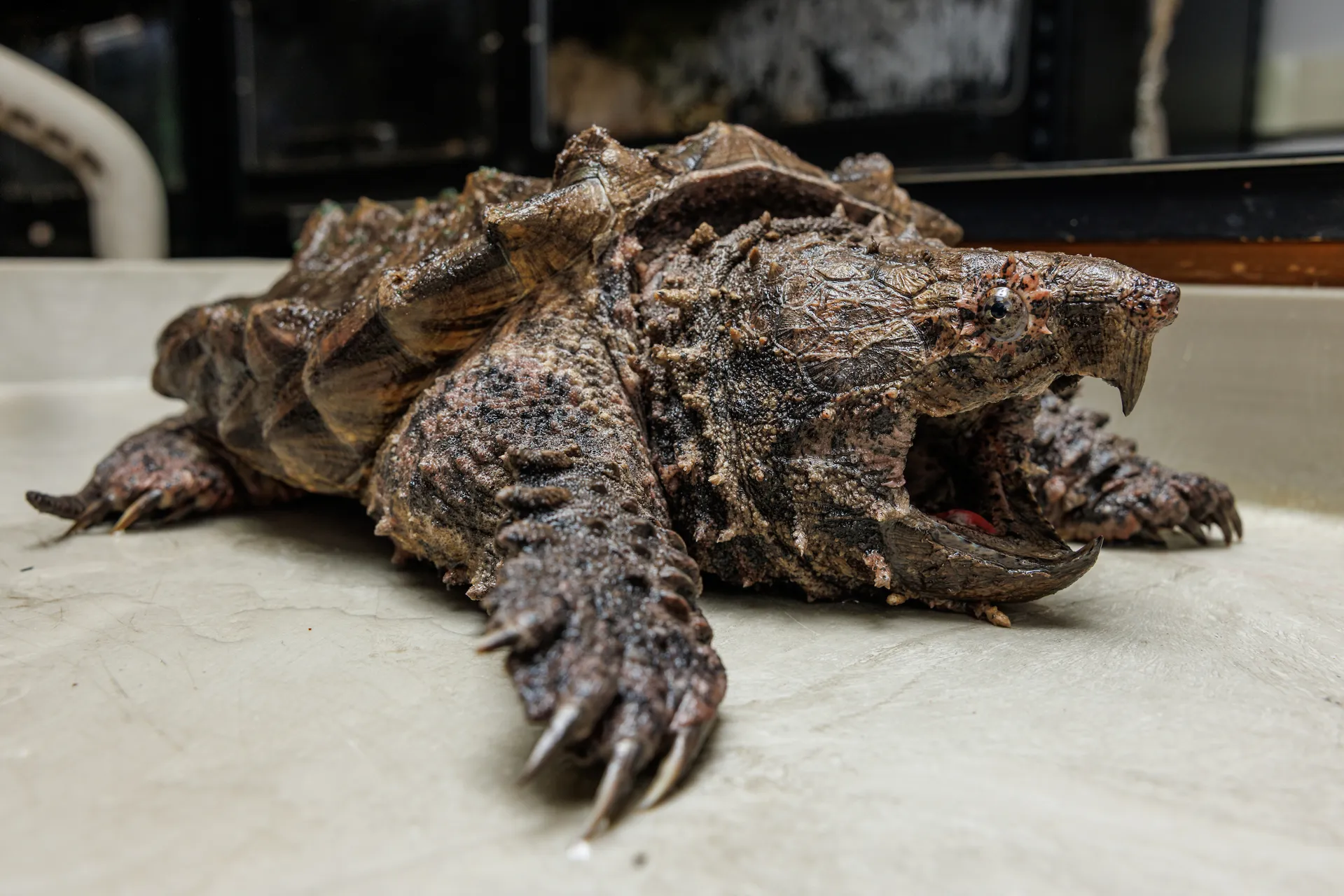 Alligator Snapping Turtle