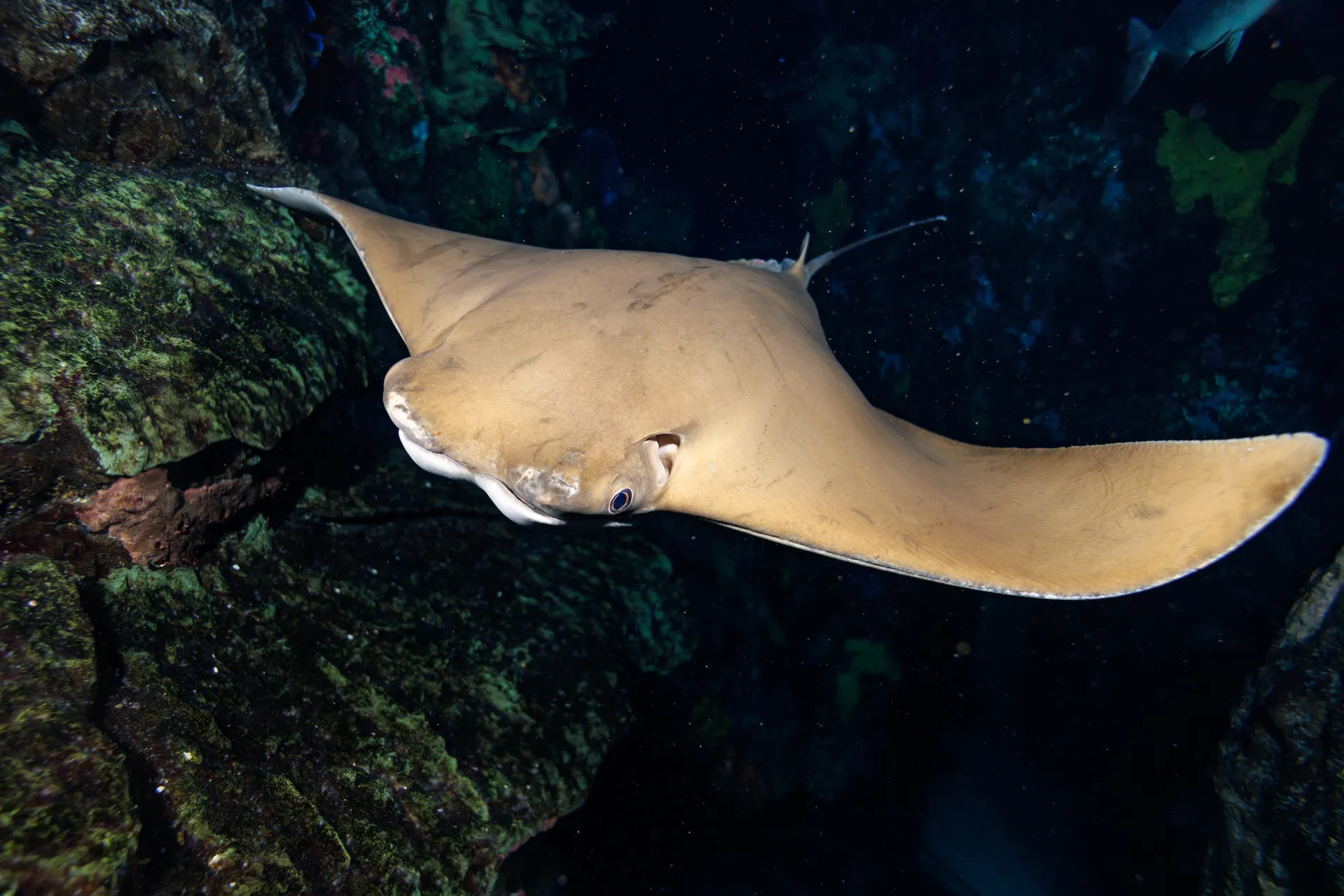 Cownose Ray (Rhinoptera bonasus)