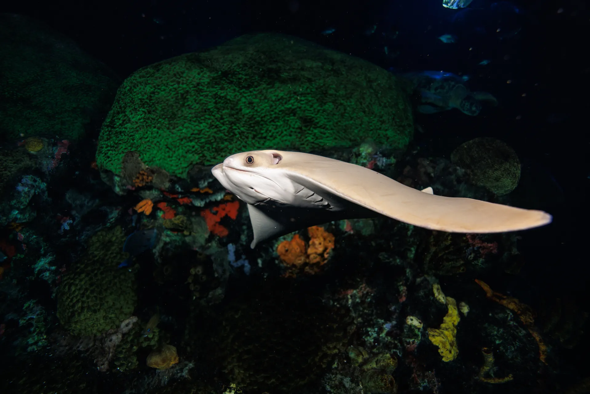 Cownose Ray (Rhinoptera bonasus)