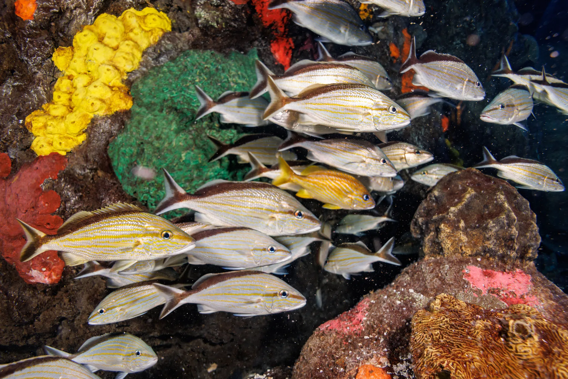 Cottonwicks (Haemulon melanurum) school in the Secret Reef