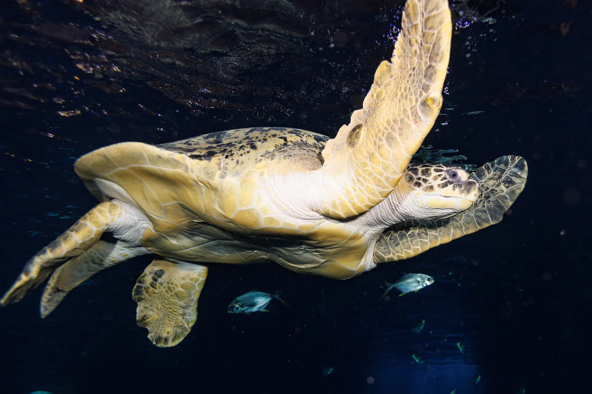 Stewy the Green Sea Turtle swims in the Tennessee Aquarium's 618,000-gallon Secret Reef exhibit.