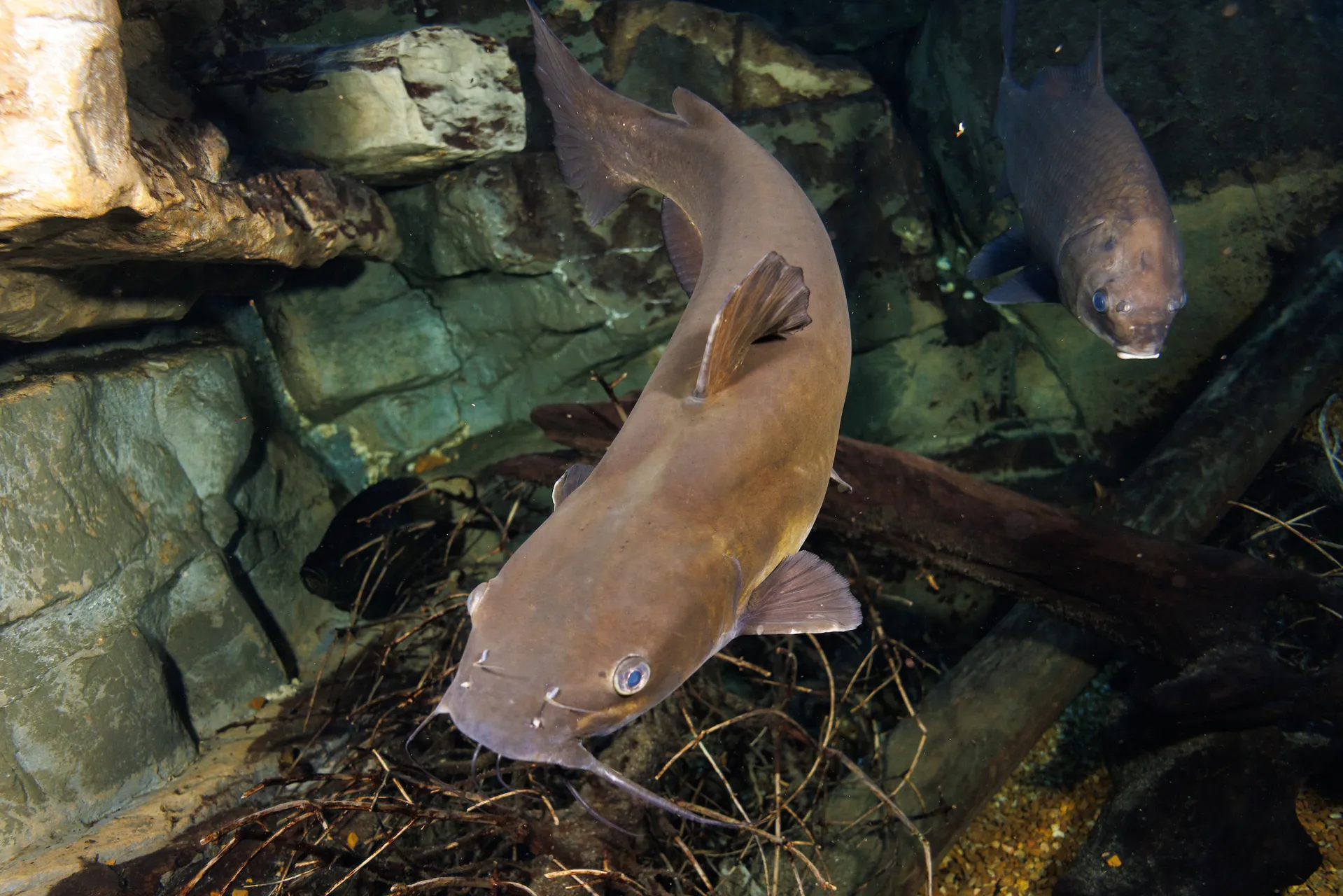 Channel Catfish (Ictalurus punctatus)