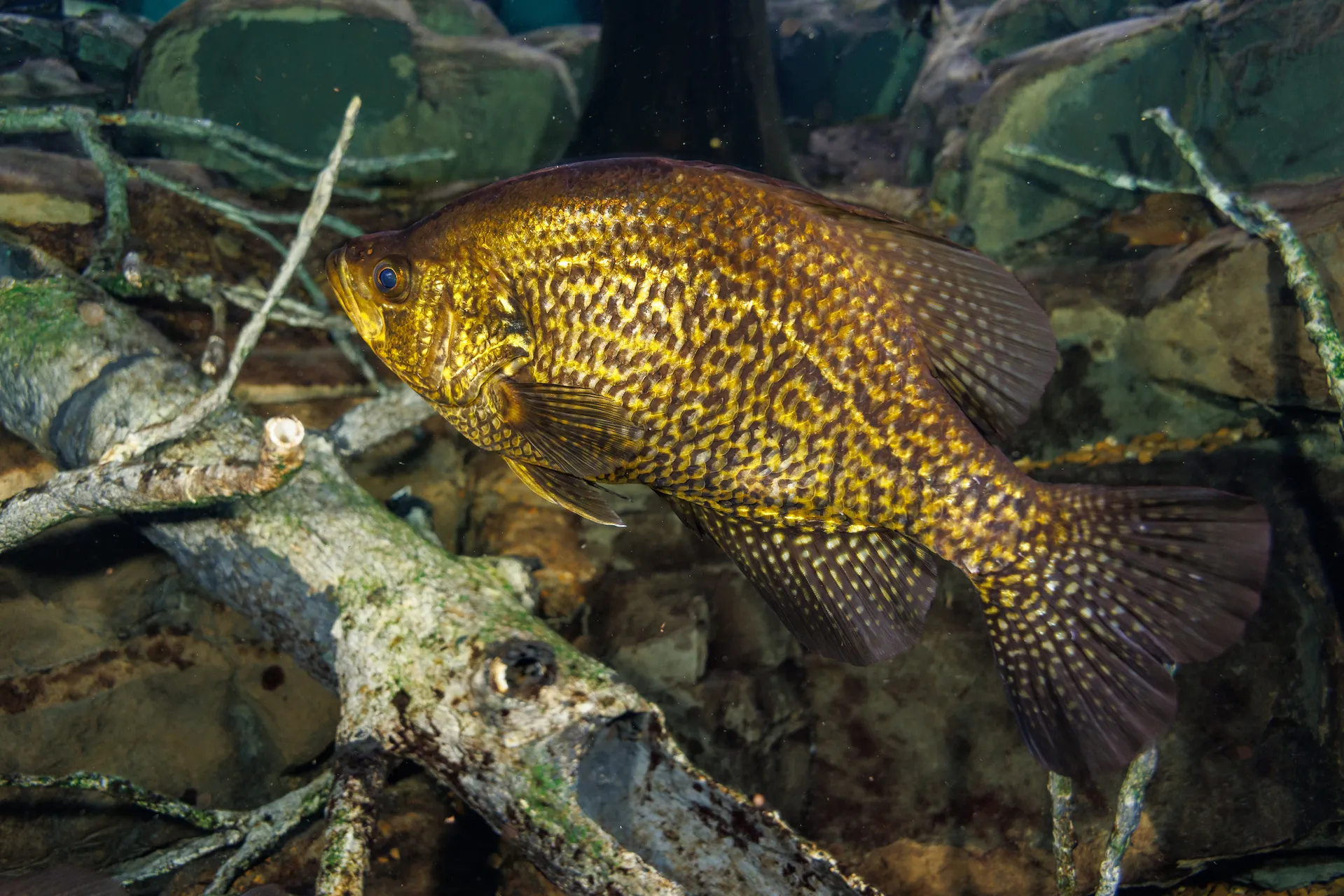 A Crappie in the Tennessee River exhibit.