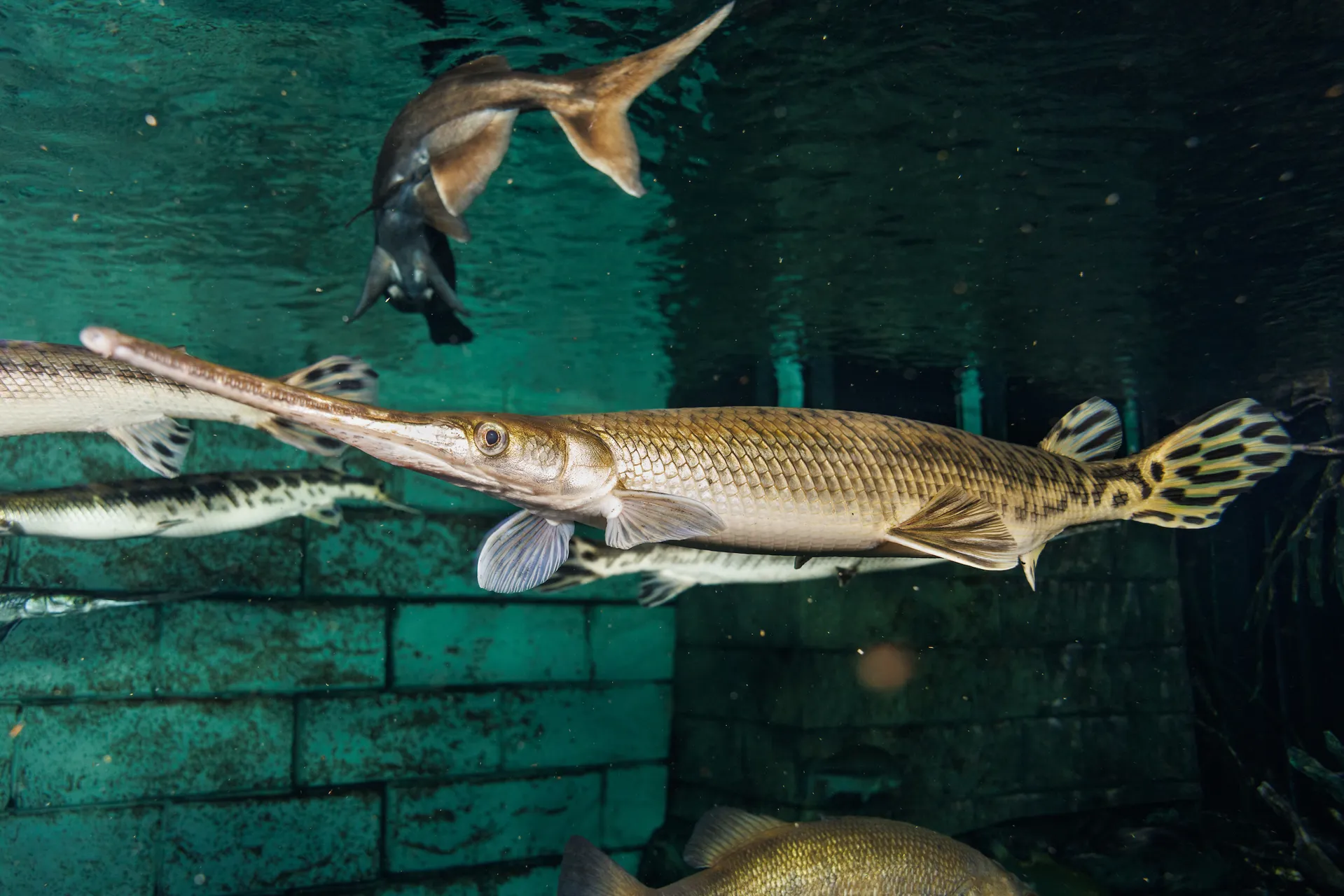 Longnose Gar (Lepisosteus osseus)