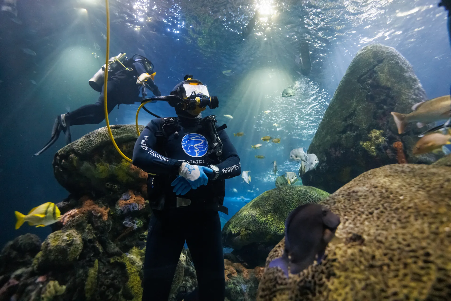 A Diver Chat at the Tennessee Aquarium, photographed from inside the Secret Reef exhibit.