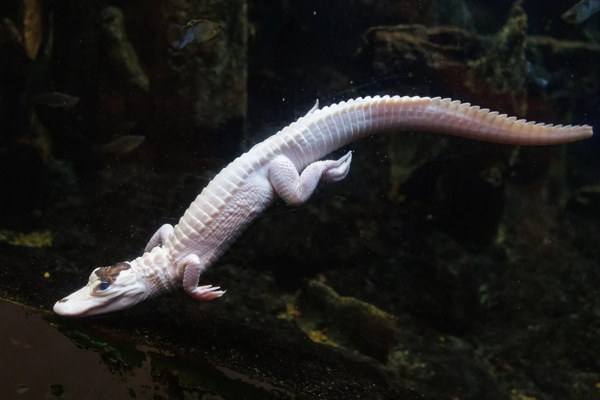 A leucistic American Alligator (Alligator mississippiensis)