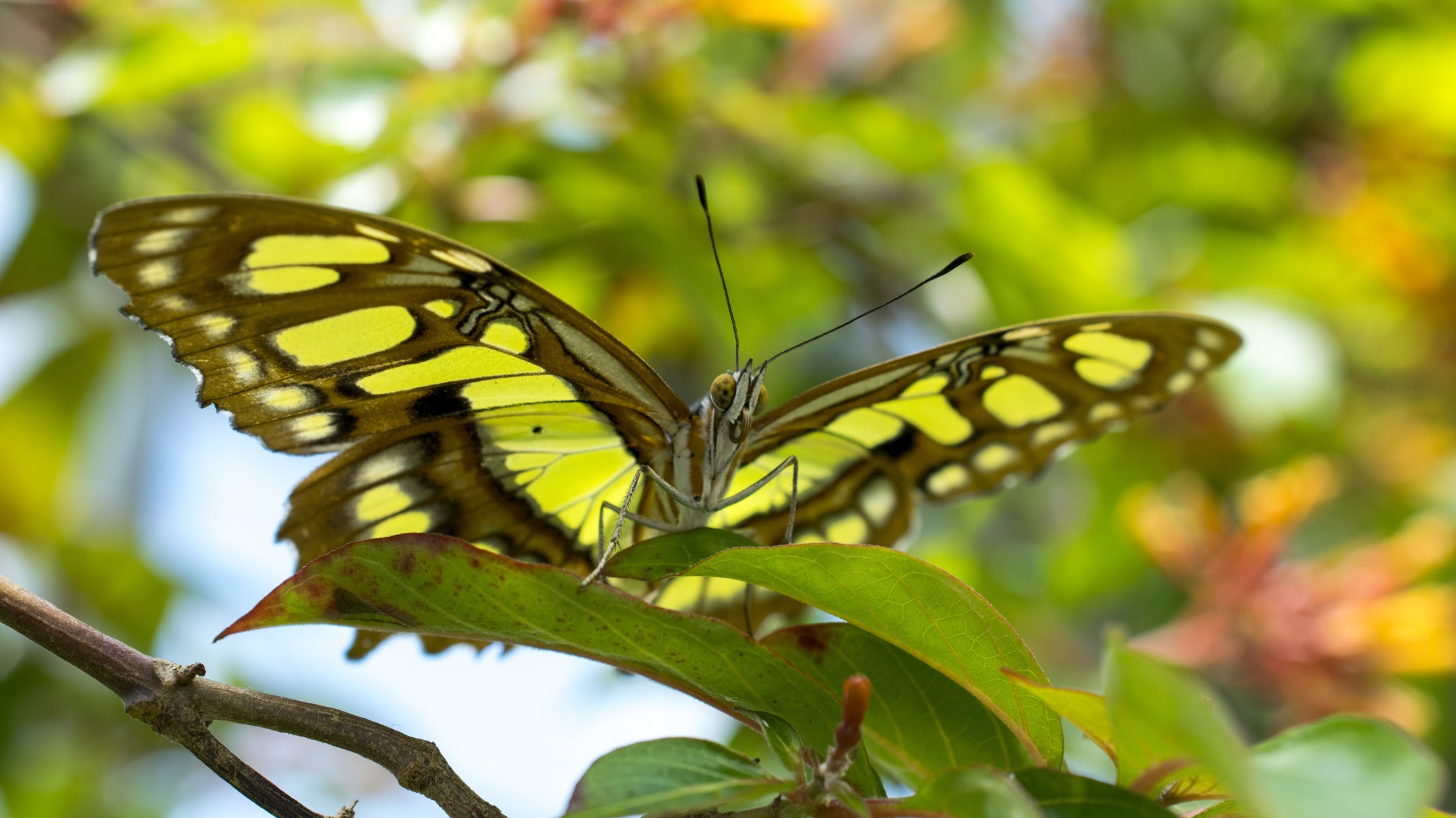 Five Fun Butterfly Facts for Pollinators Week