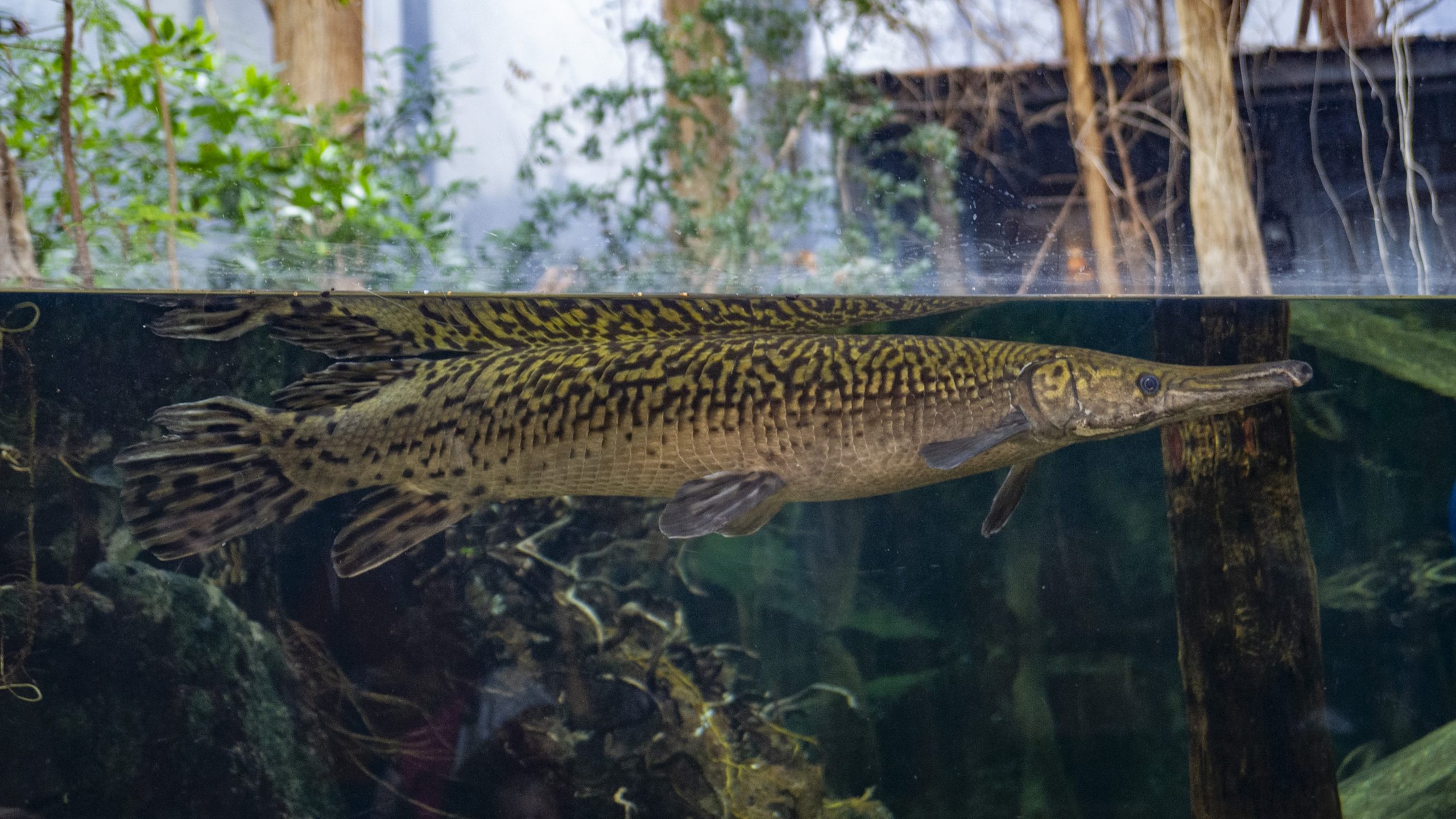 Alligator Gar