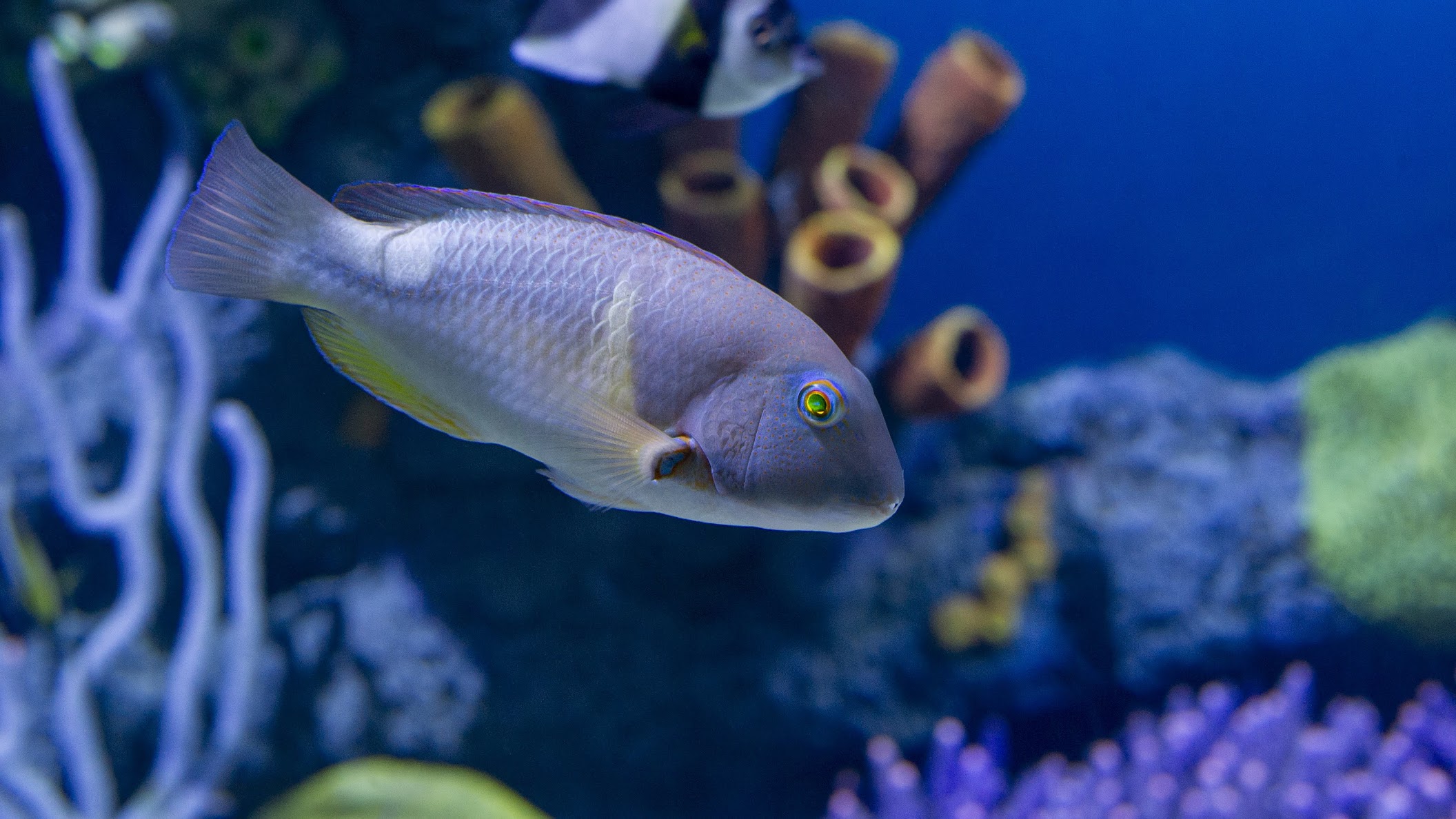tropical fish