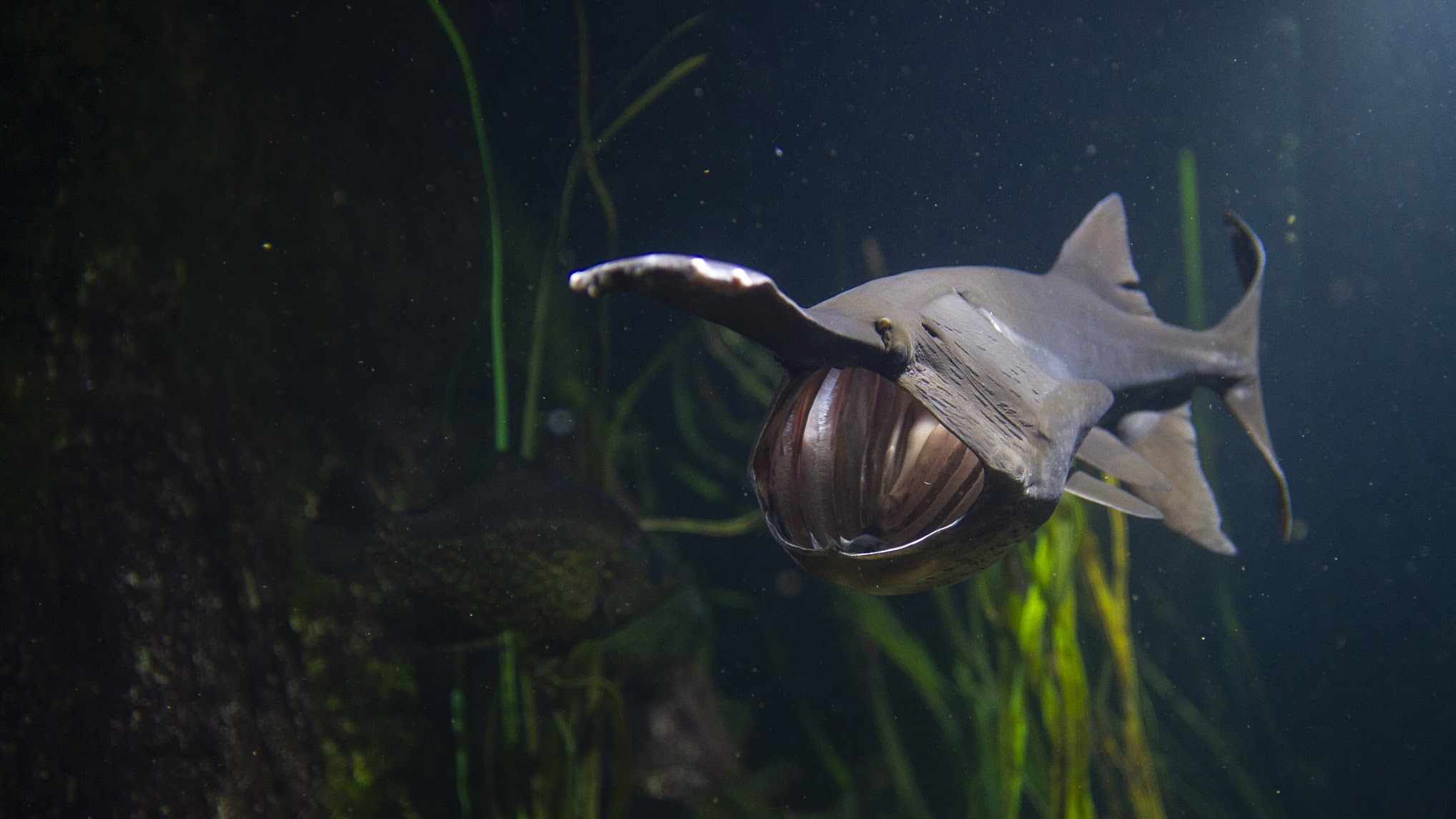 paddlefish