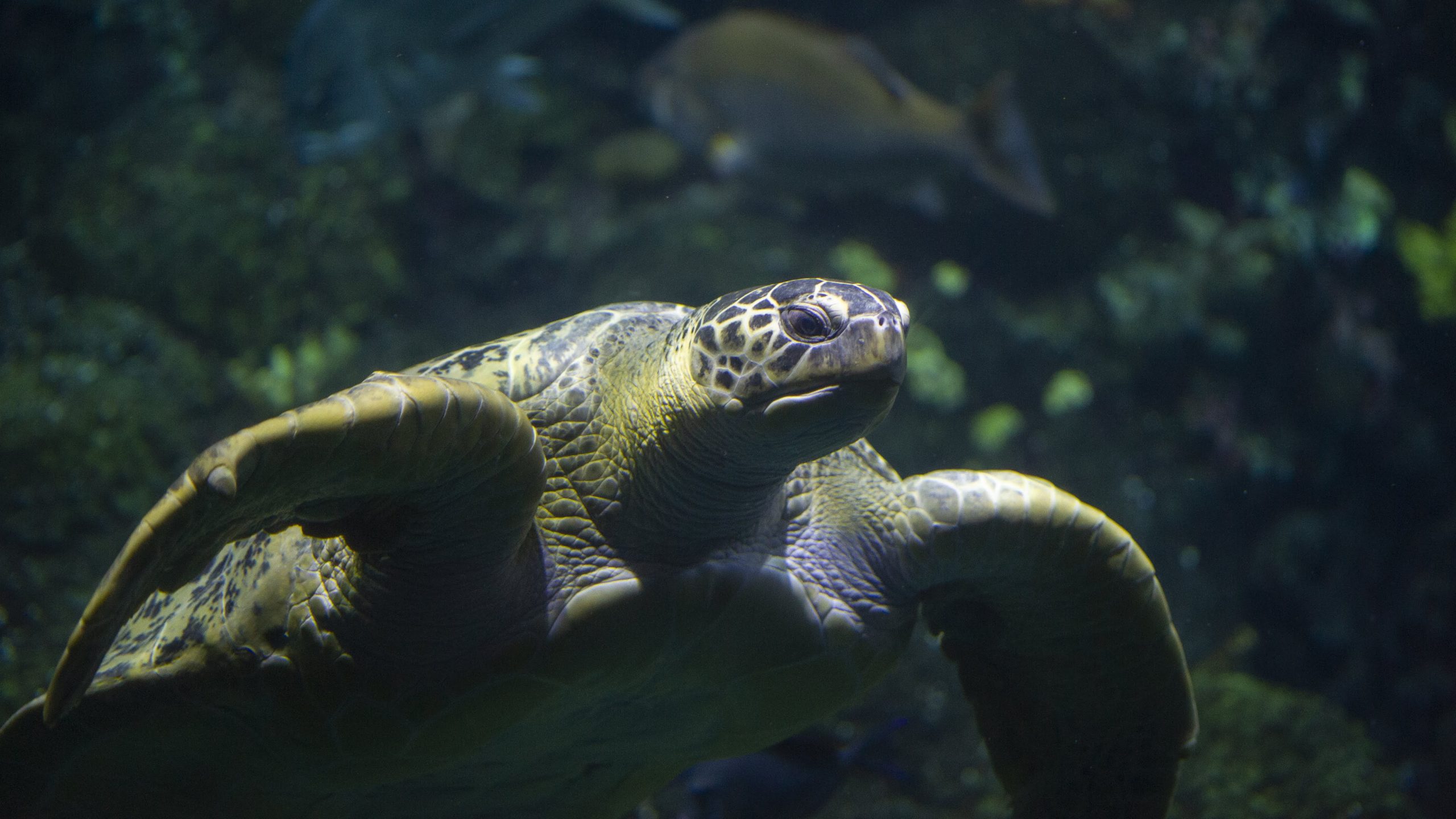 The World Turtle & More Turtle Myths