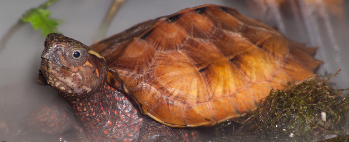 Black-breasted Leaf Turtle