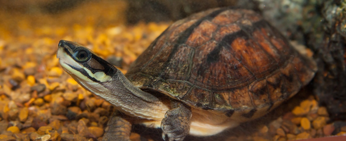 Chinese Three-striped Box Turtle