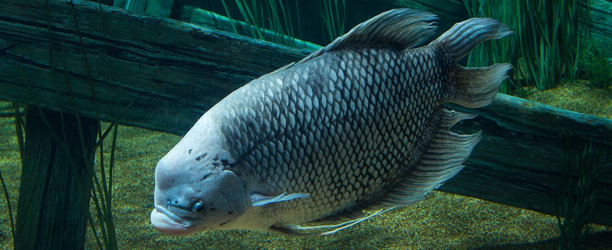 Giant Gourami