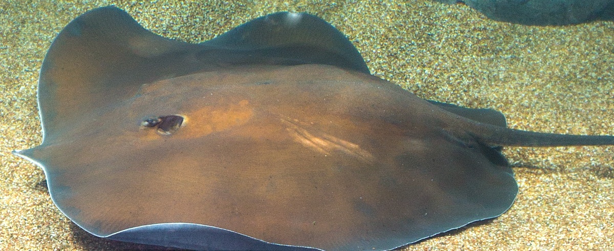 Giant Whiptail Ray