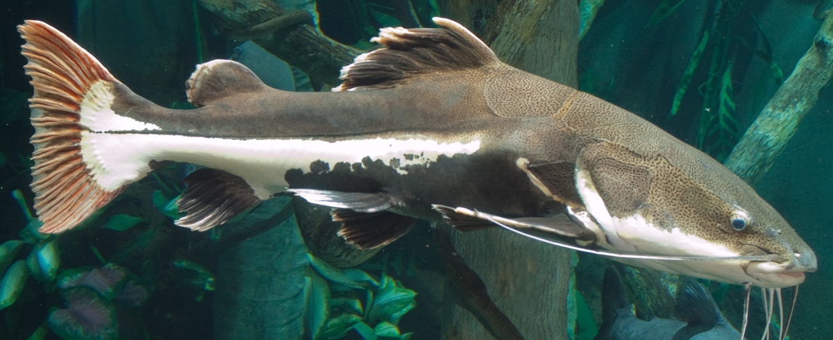 Redtail Catfish
