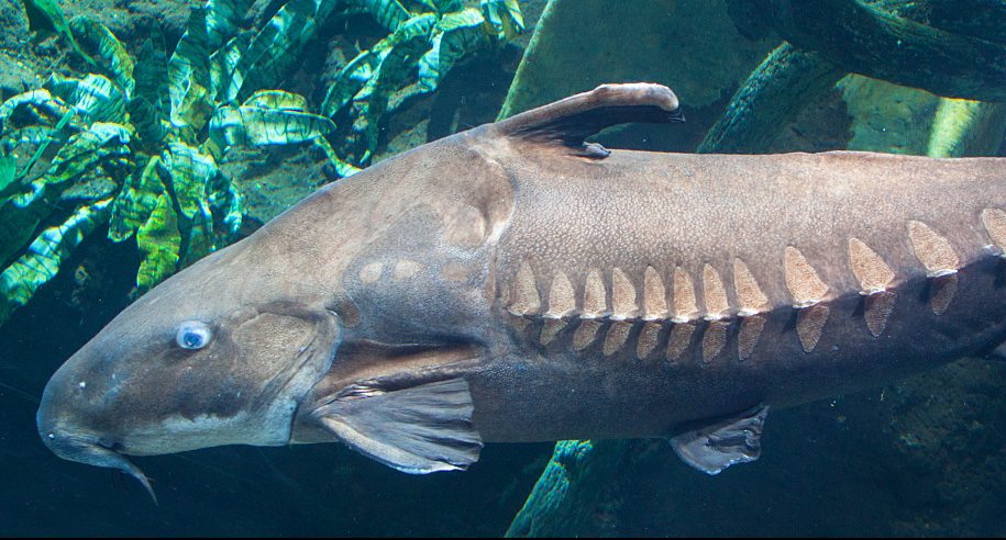 Ripsaw Catfish
