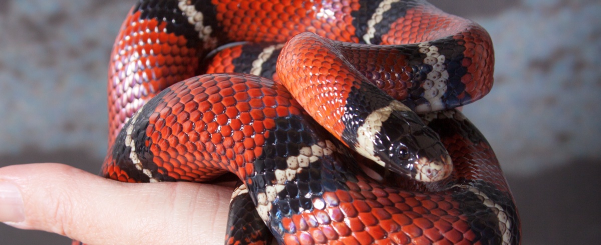 Sinaloan Milk Snake