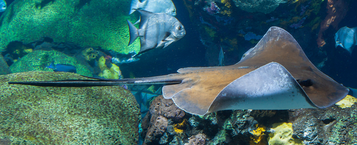 Southern Stingray