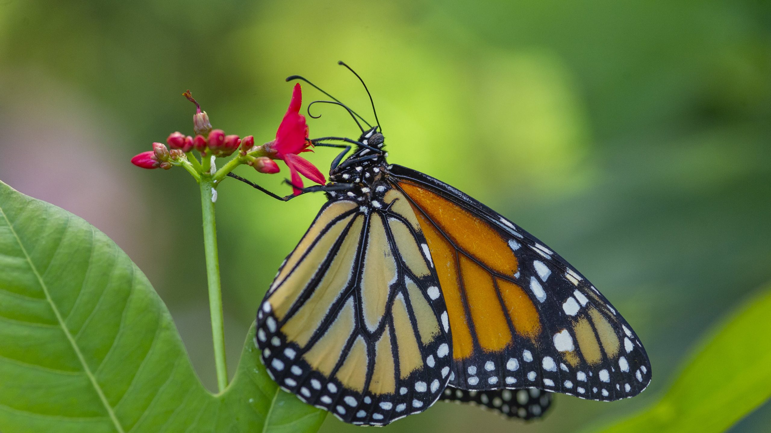 A Monarch Butterfly on a flower.