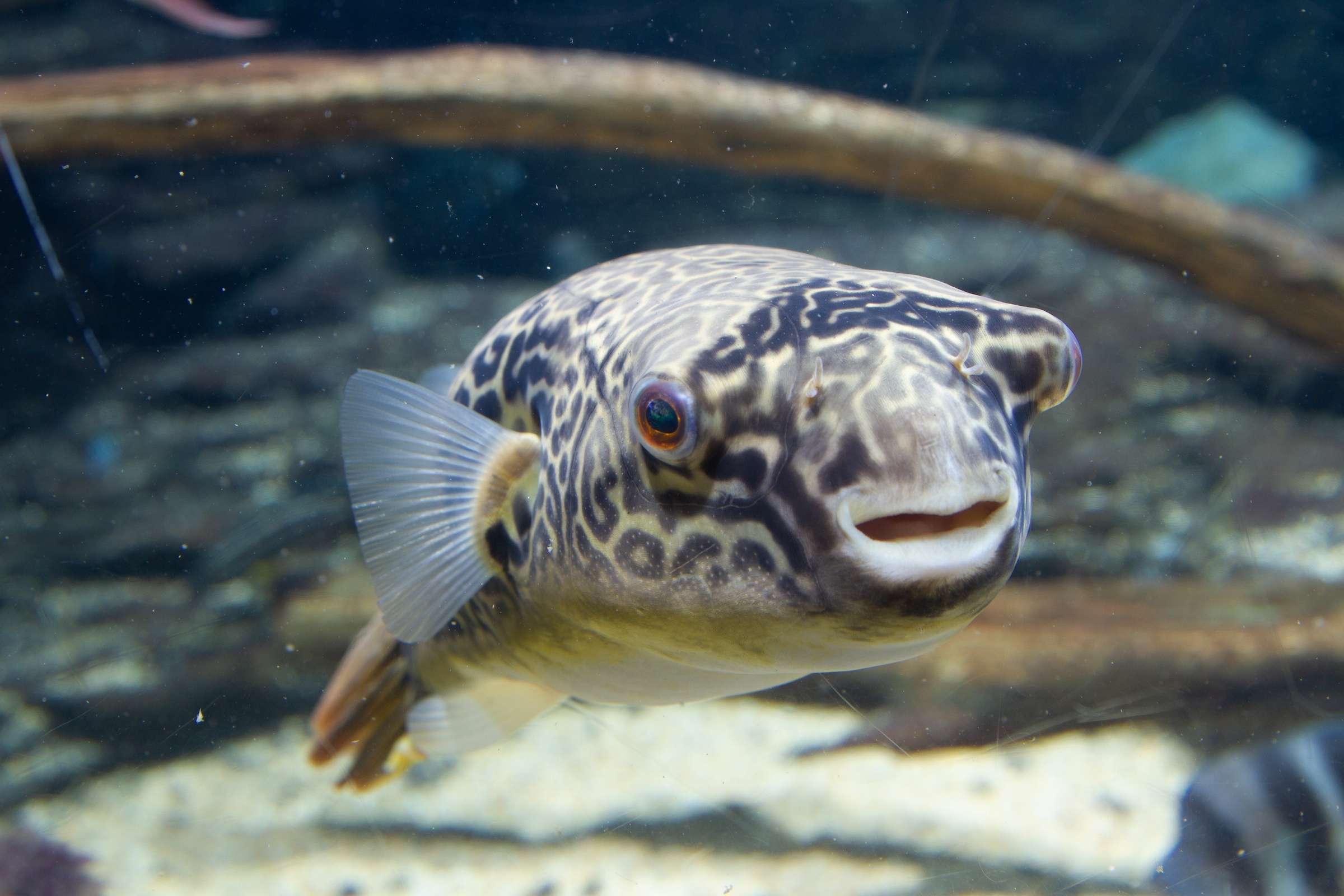 Giant Freshwater Puffer at the Tennessee Aquarium