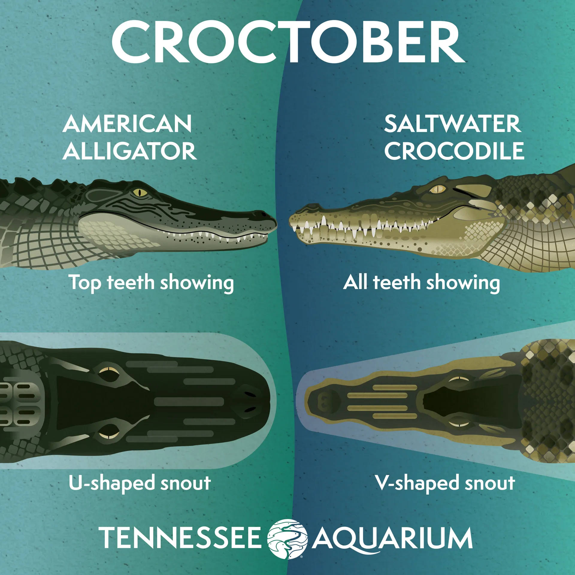 Illustrated graphic showing the difference between an American Alligator and Saltwater Crocodile