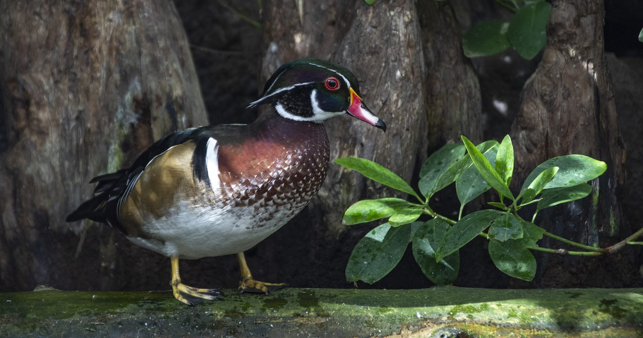 Wood Duck