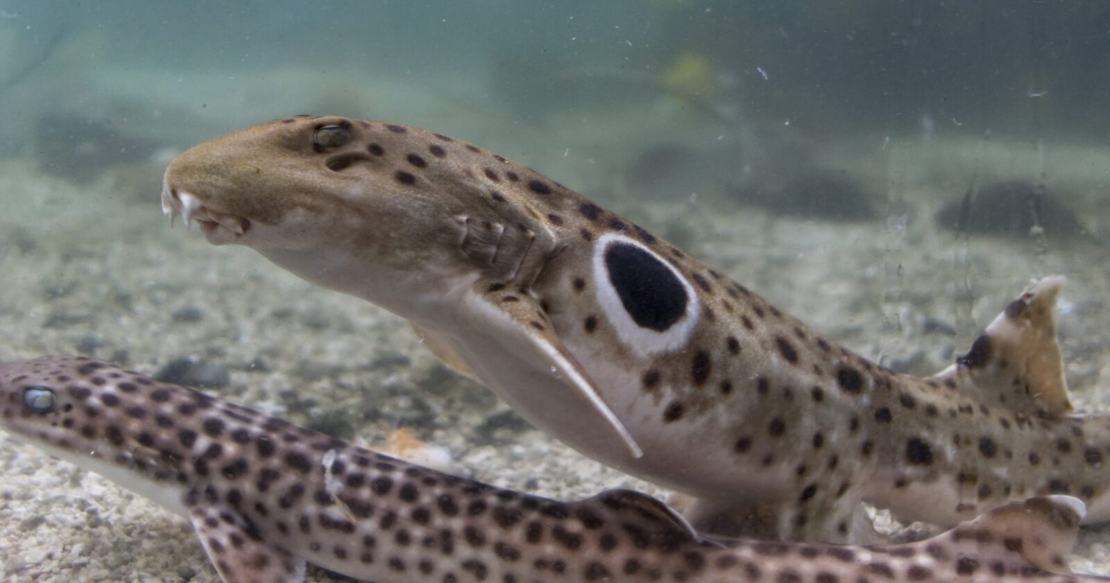 Epaulette Shark - Tennessee Aquarium