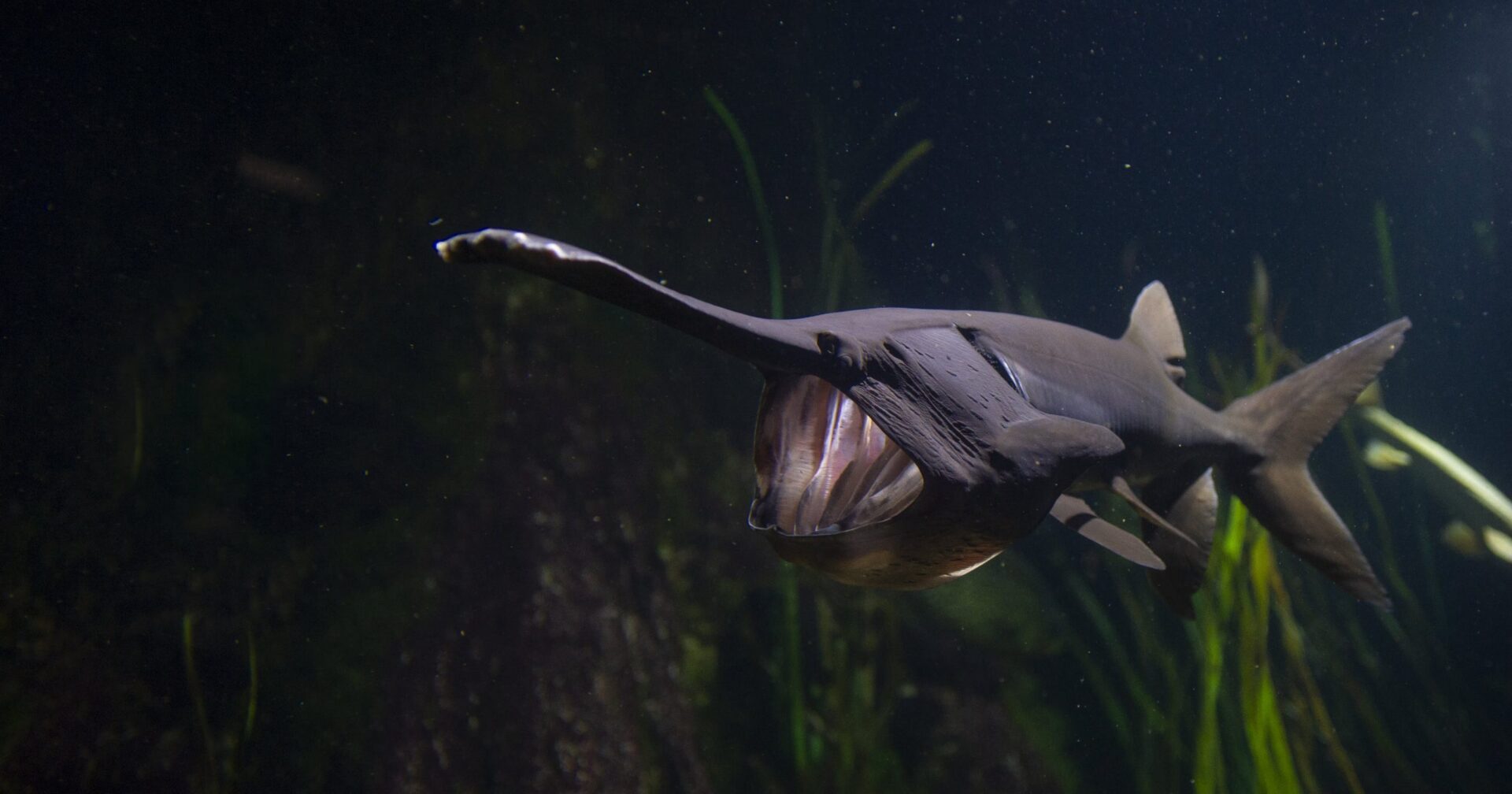 Paddlefish - Tennessee Aquarium