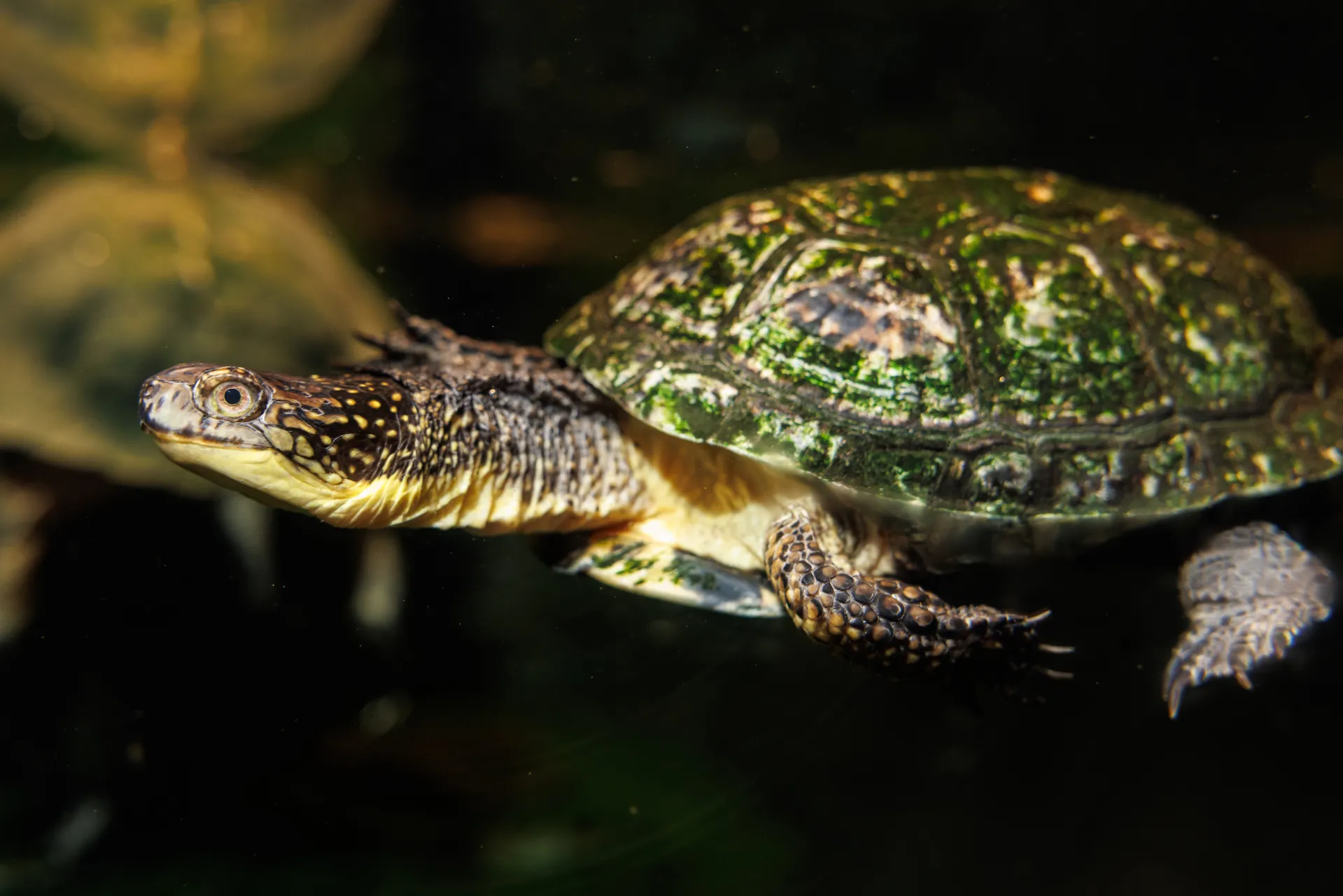 Blanding's Turtle (Emydoidea blandingii) in the Tennessee Aquarium's Turtles of the World gallery.