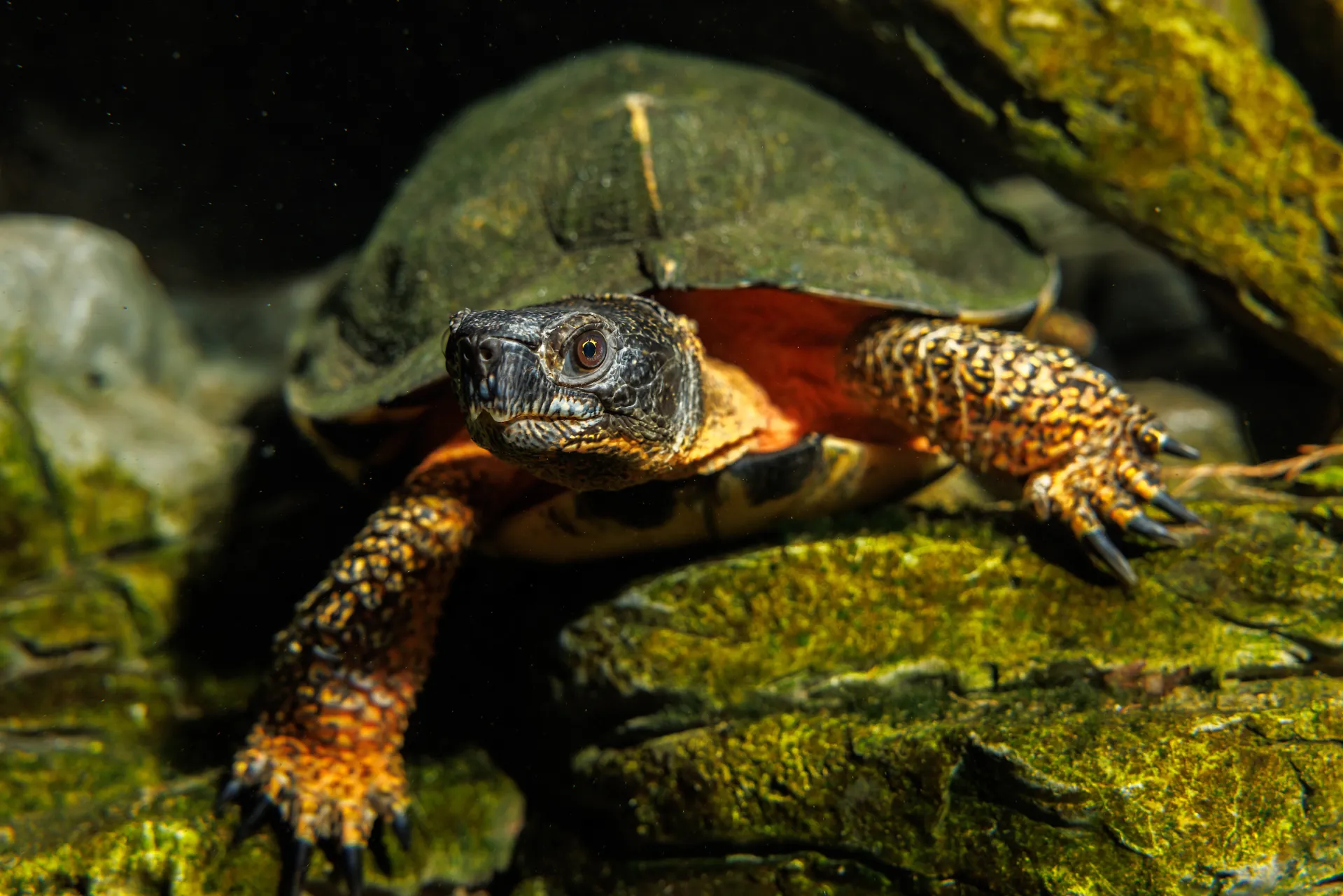 Wood Turtle (Glyptemys insculpta) in the Tennessee Aquarium's Turtles of the World gallery.
