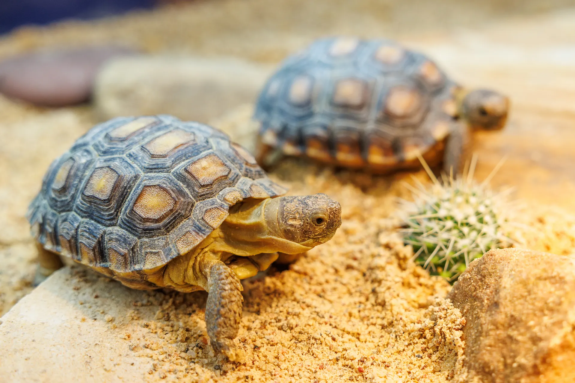 Sonoran Desert Tortoise (Gopherus morafkai)