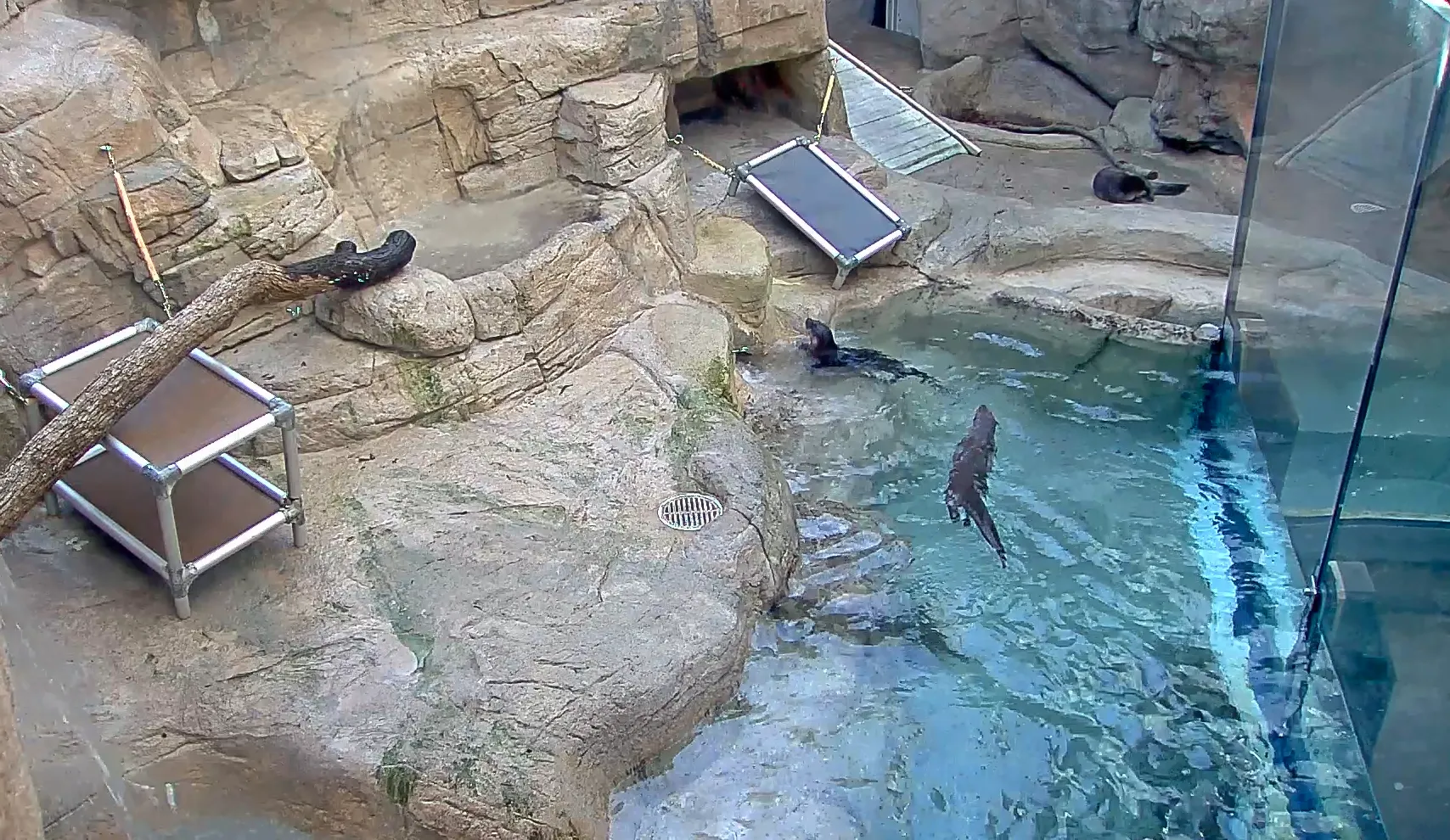 Main webcam view into River Otter Falls at the Tennessee Aquarium
