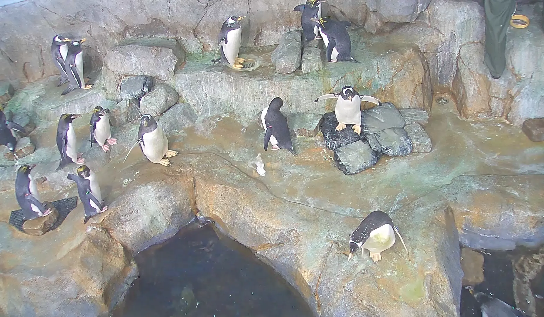 Webcam view of the Penguins' Rock exhibit at the TN Aquarium with several Gentoo and Macaroni penguins standing around